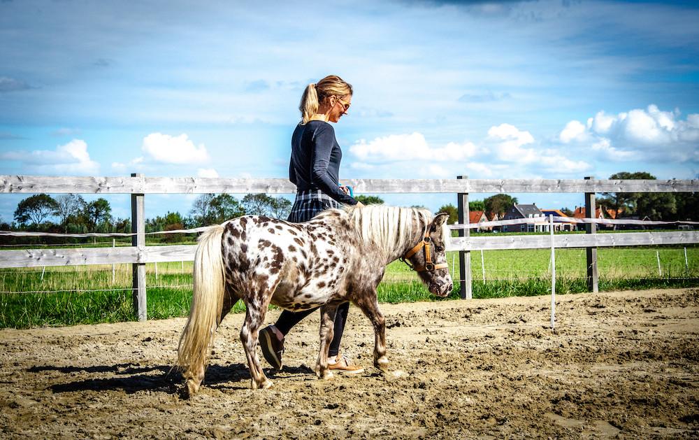 Workshop mindful met paarden