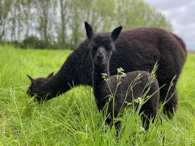 alpaca ranch kerkwerve