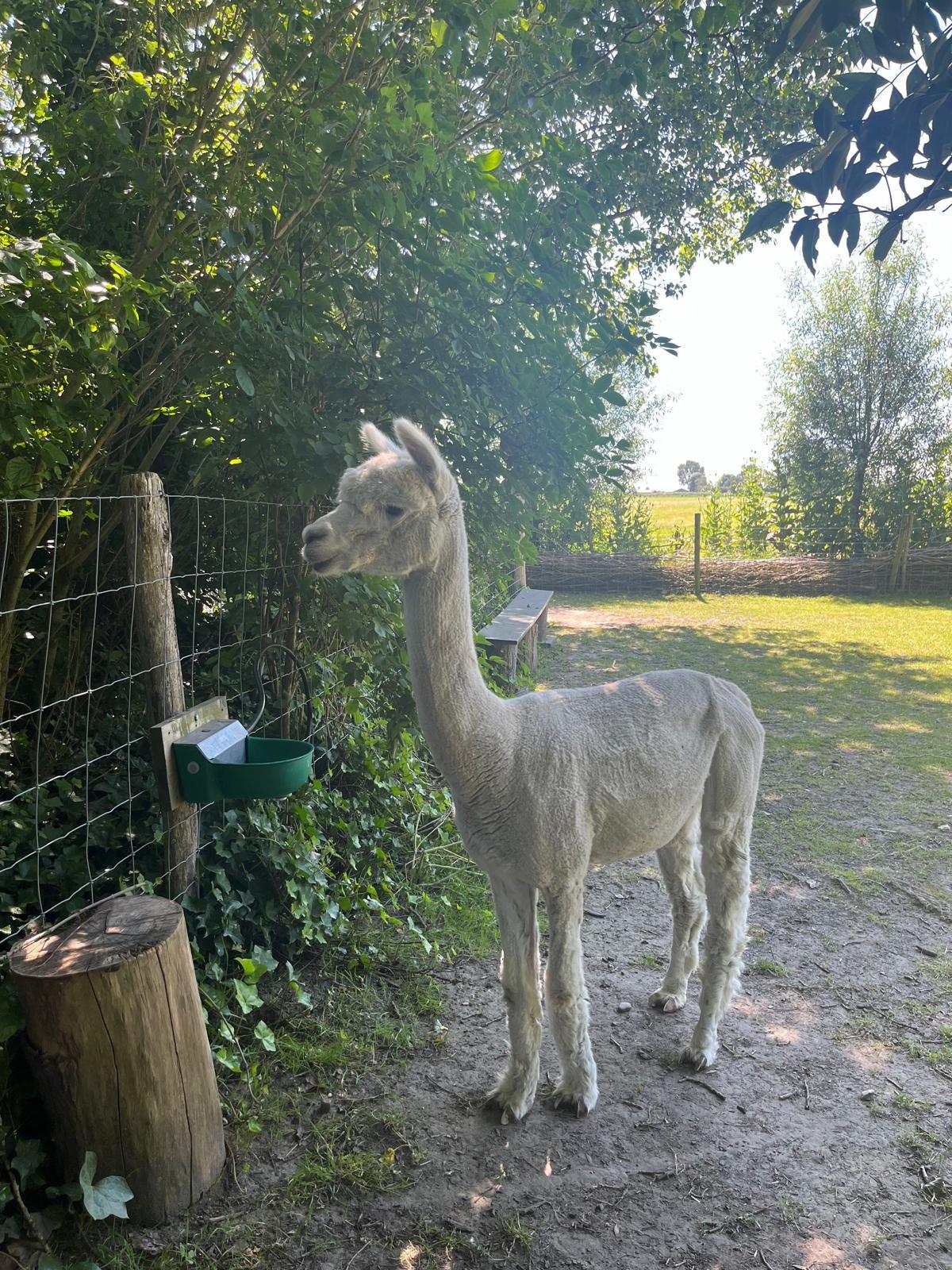 alpaca ranch kerkwerve