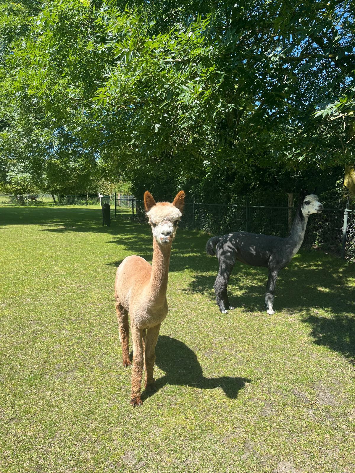 alpaca ranch kerkwerve