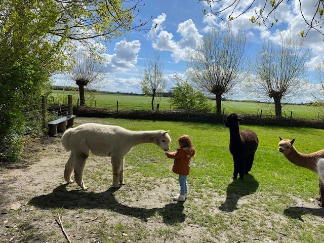 alpaca ranch kerkwerve