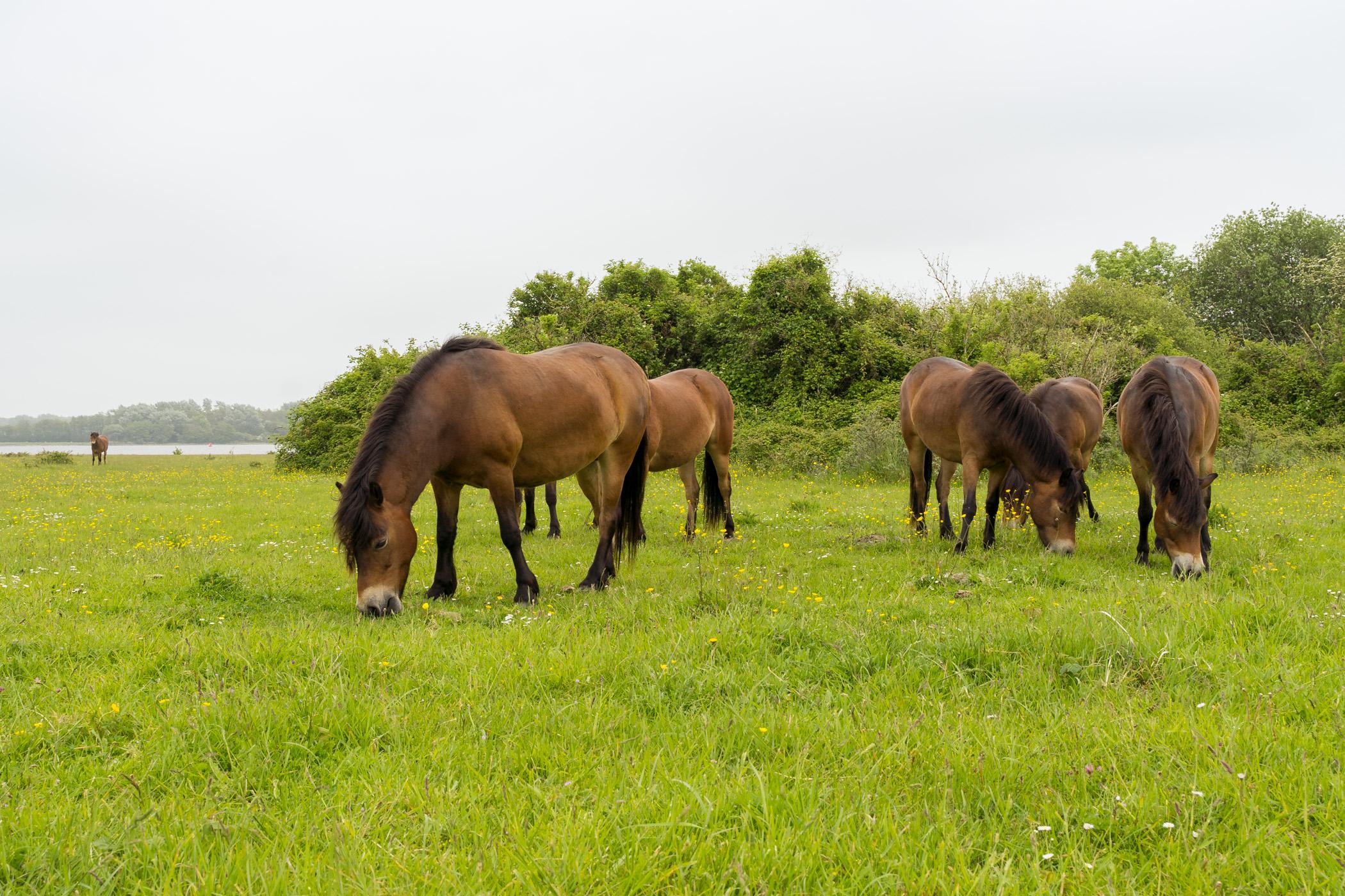 Pferde im Naturschutzgebiet Goudplaat Kamperland