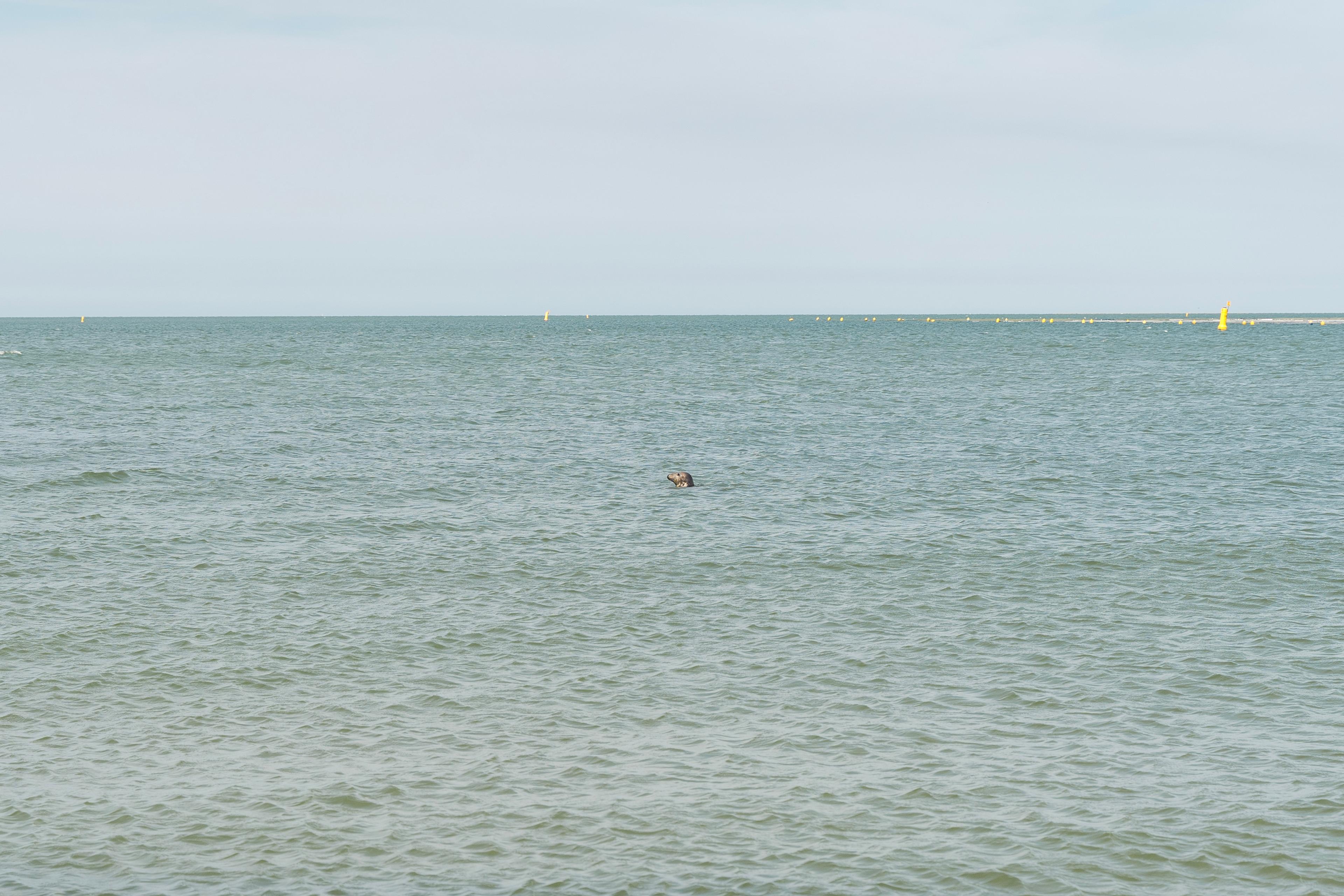 Zeehond Renesse