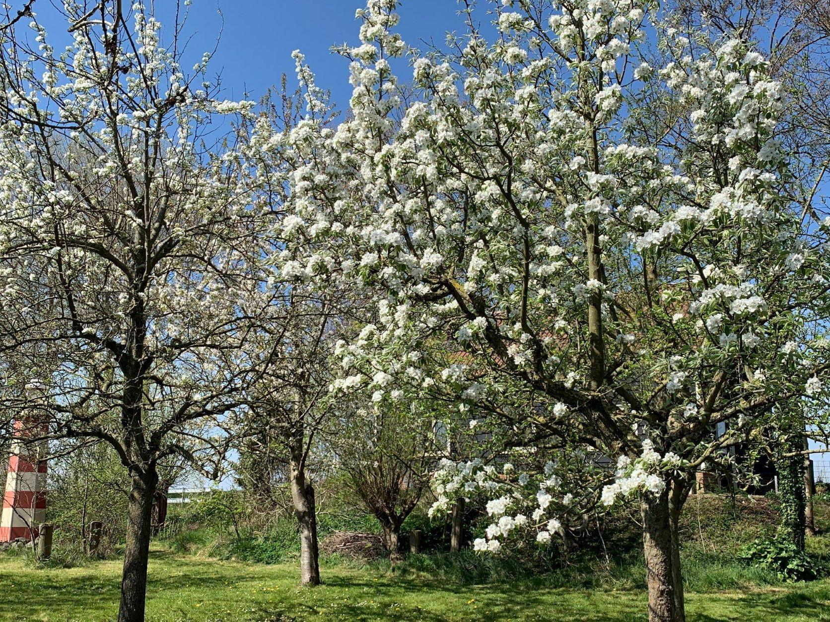 Boomgaard achter vakantiewoning