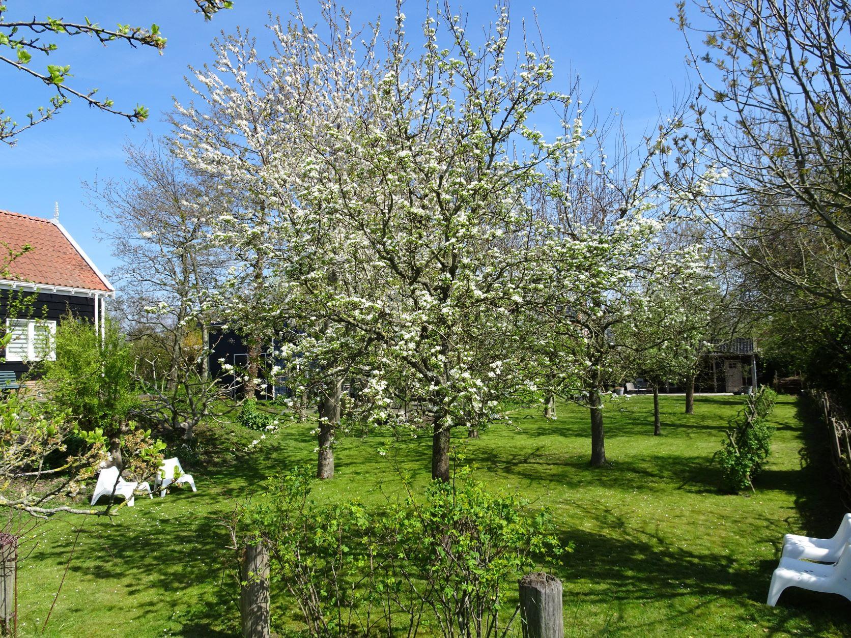 Boomgaard achter vakantiewoning