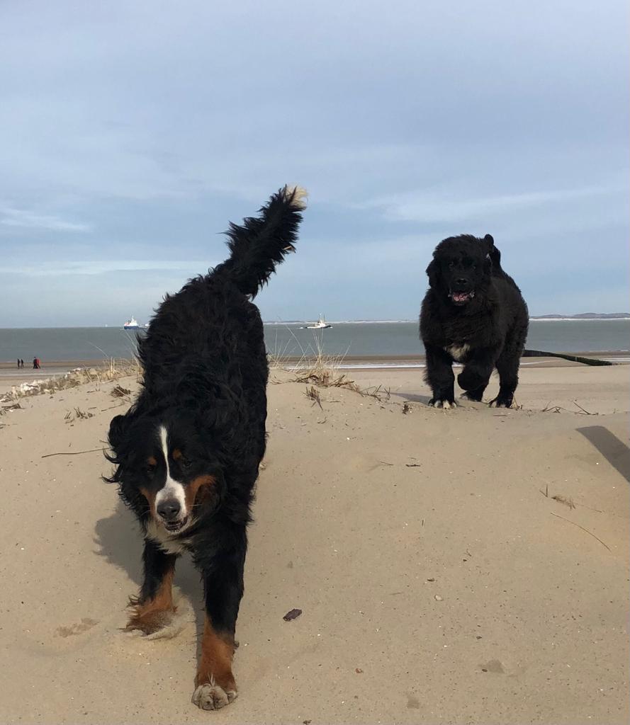 Wandeling aan strand