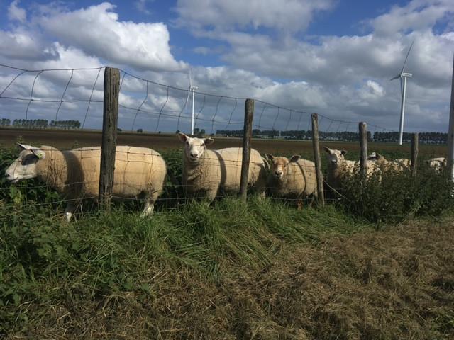 Dieren op de boerderij