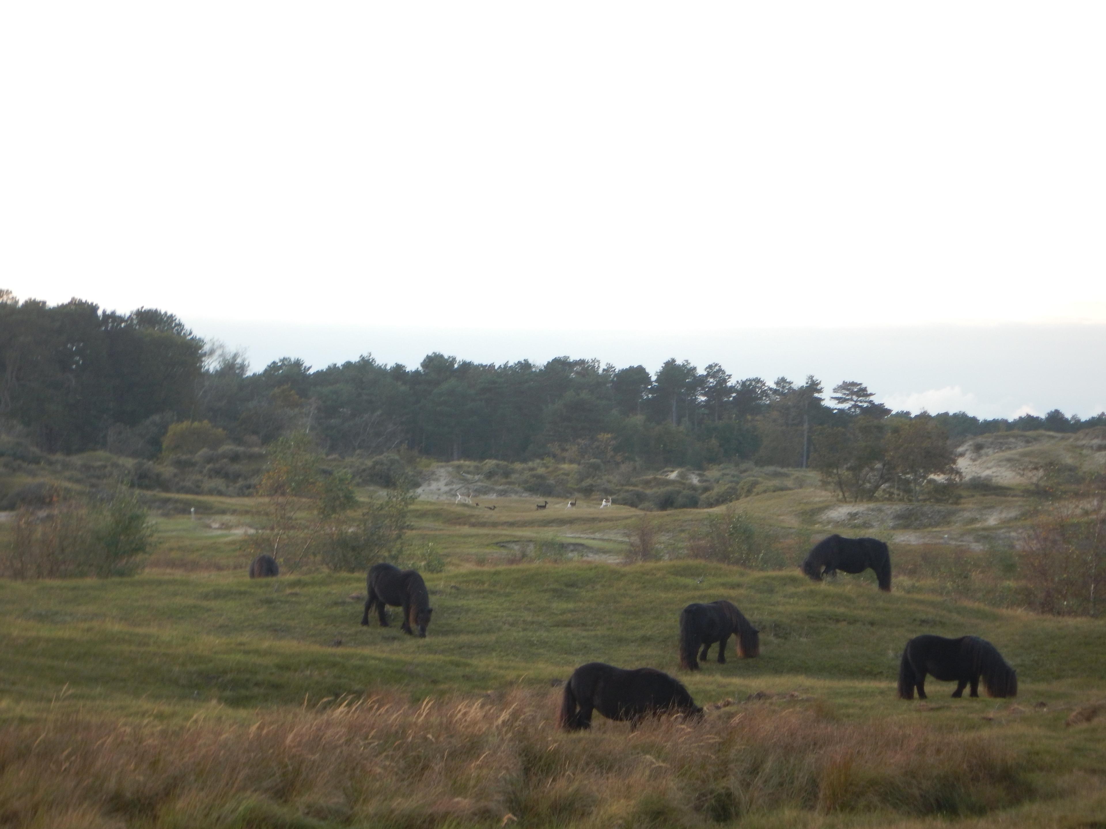 Natuurgebied Zeepeduinen