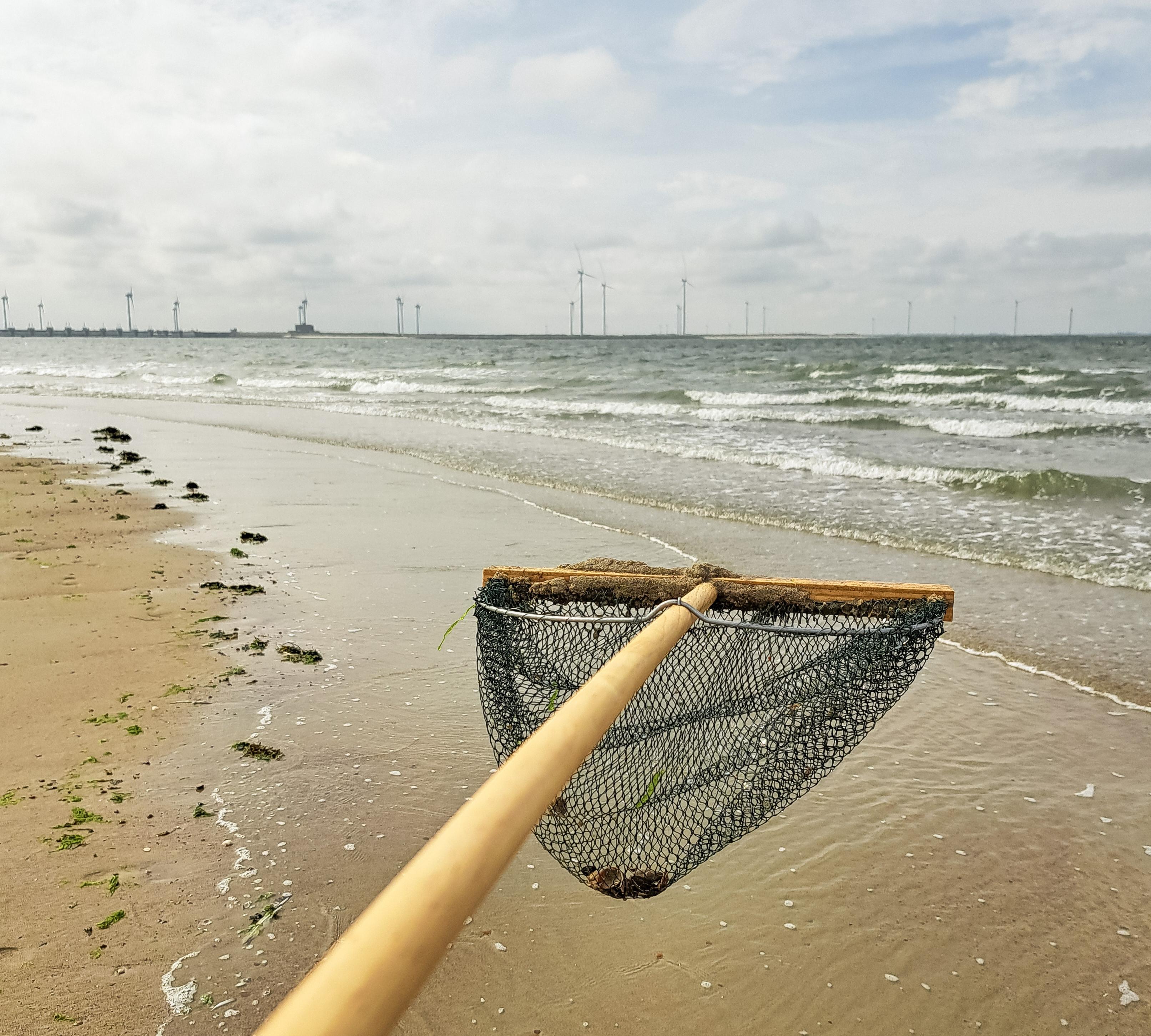 Strand safari eigen onderzoek