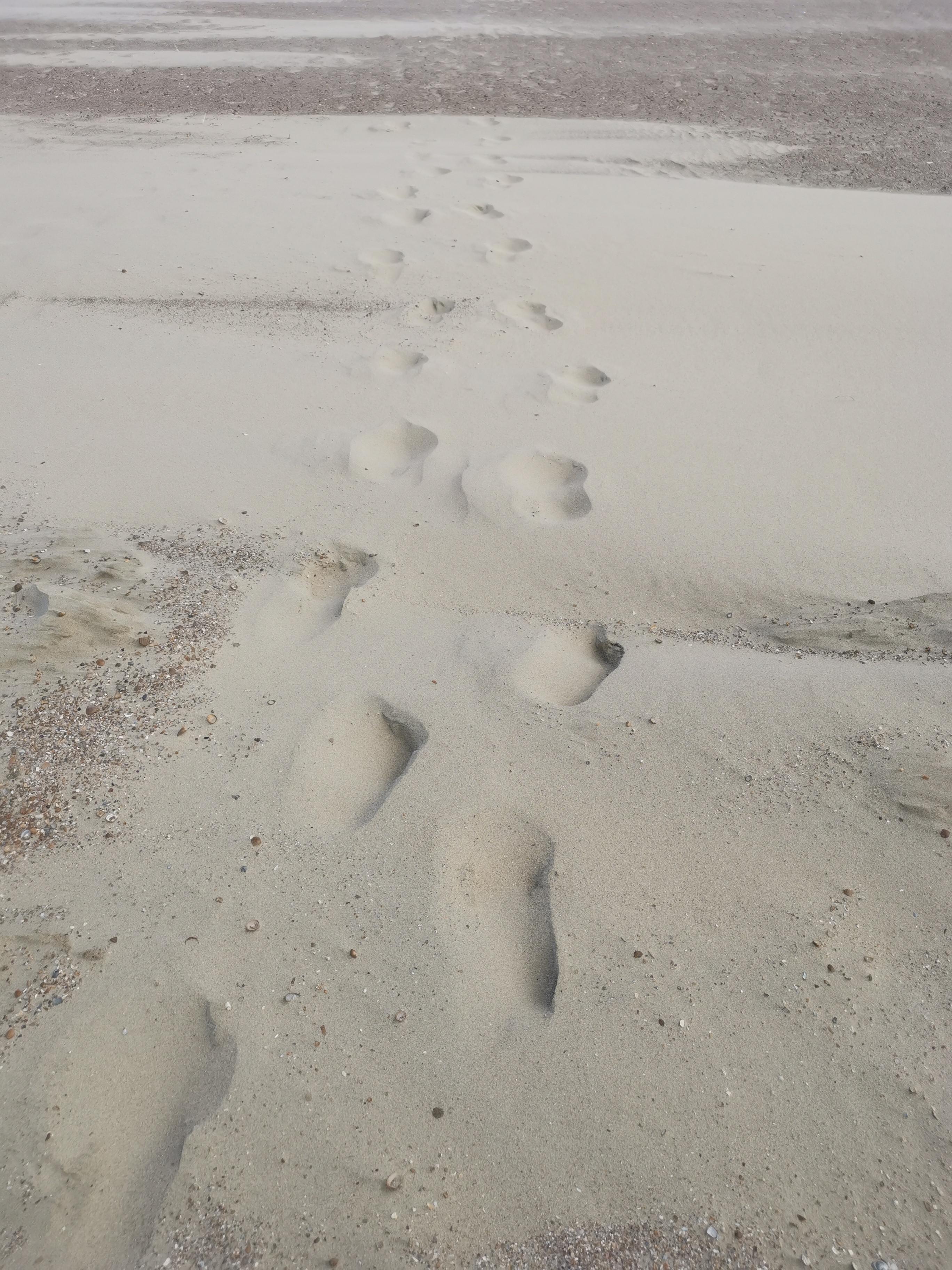 Strand safari