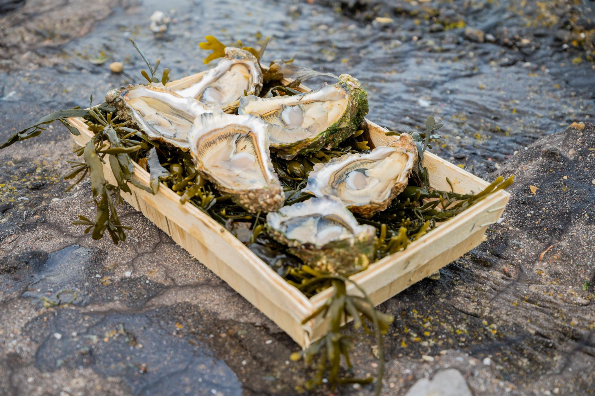 Zeeuwse Oesters