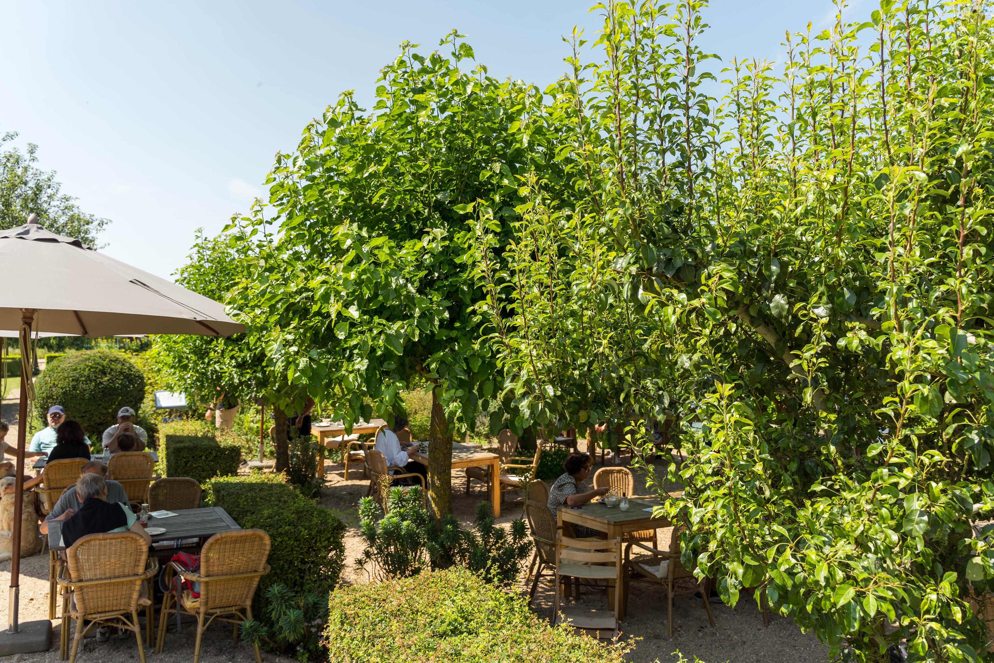 Theetuin in de Morelleput