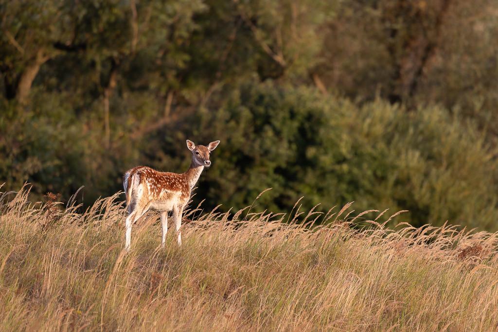 Busexcursie Boswachterij Westerschouwen