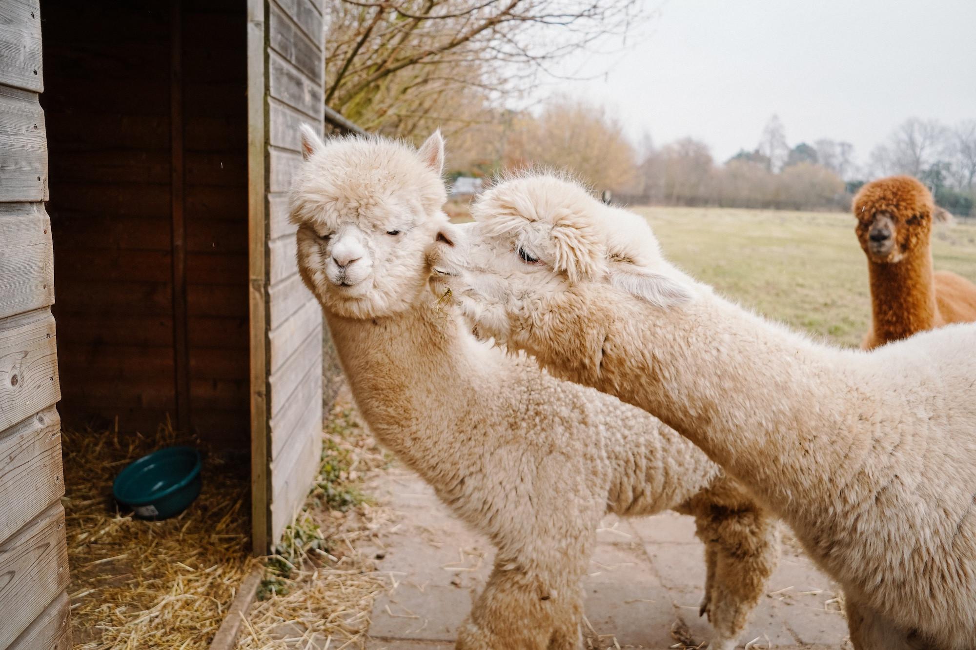 Alpaca World Koewacht