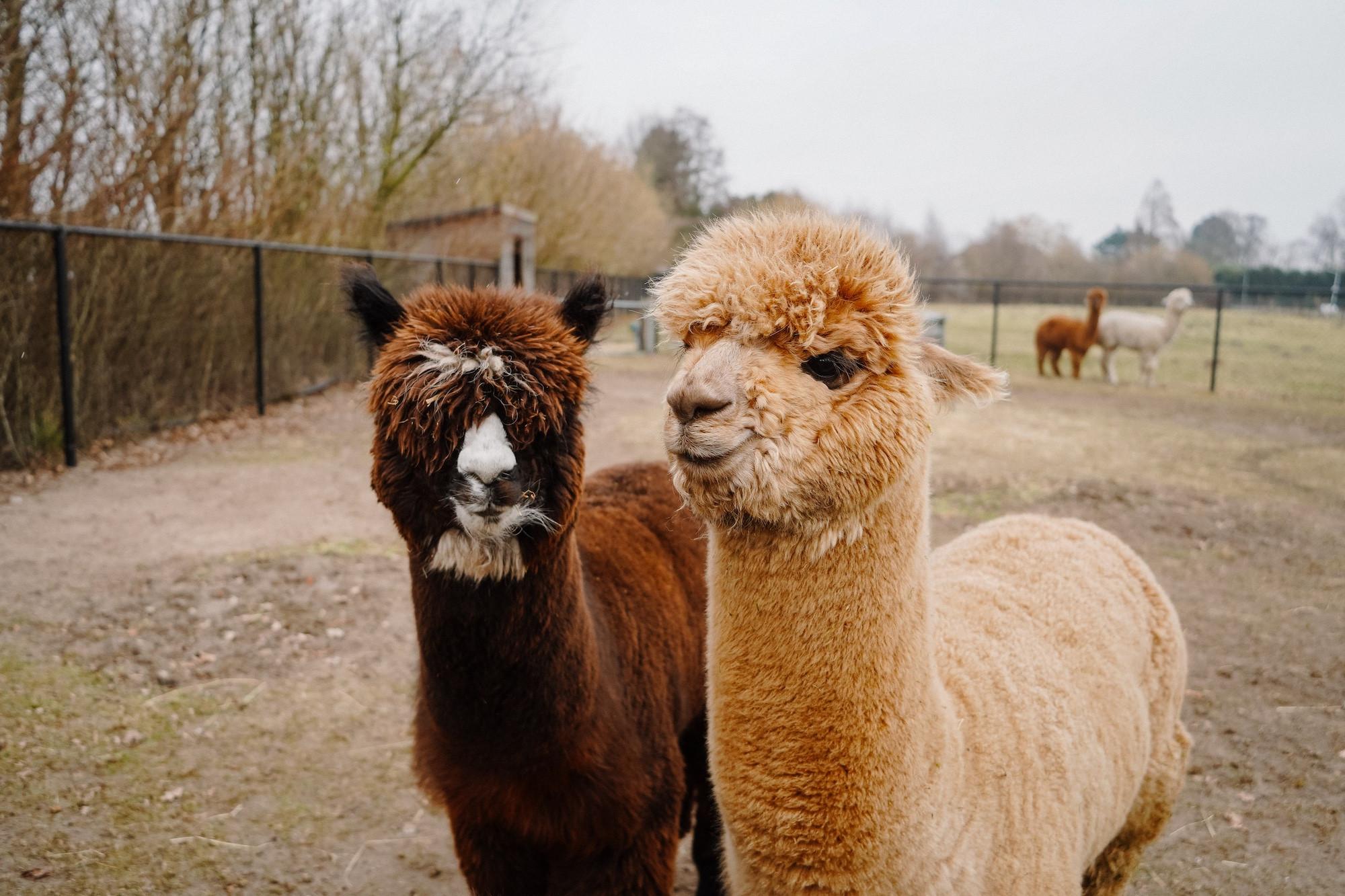 Alpaca World Koewacht