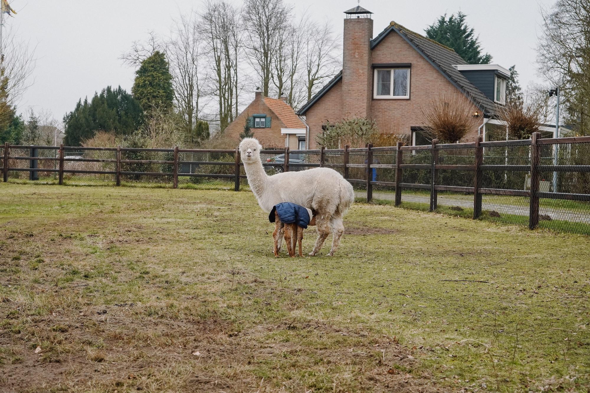 Alpaca World Koewacht