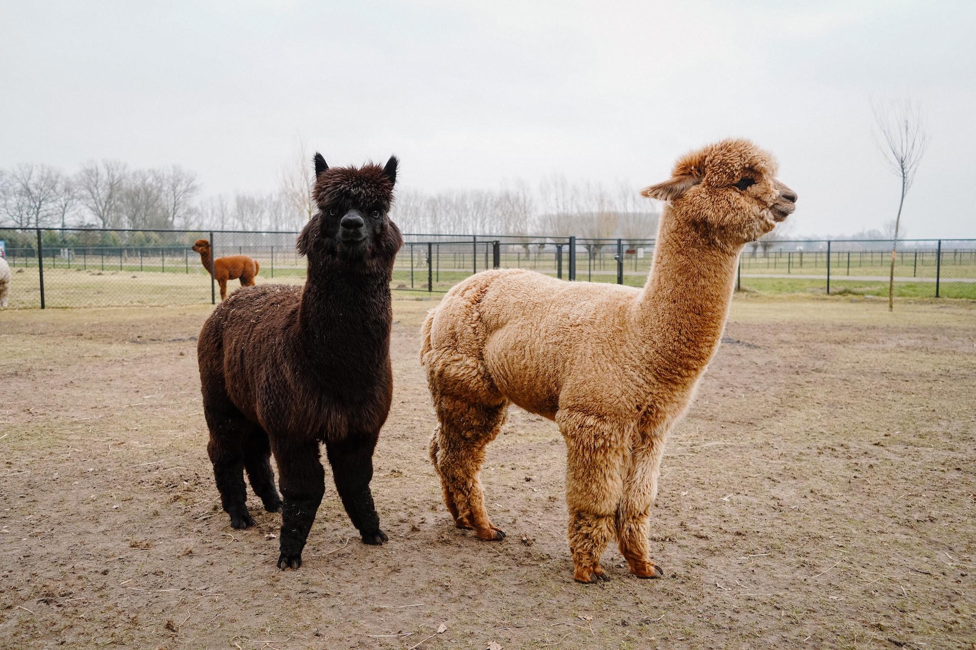 Alpaca World Koewacht