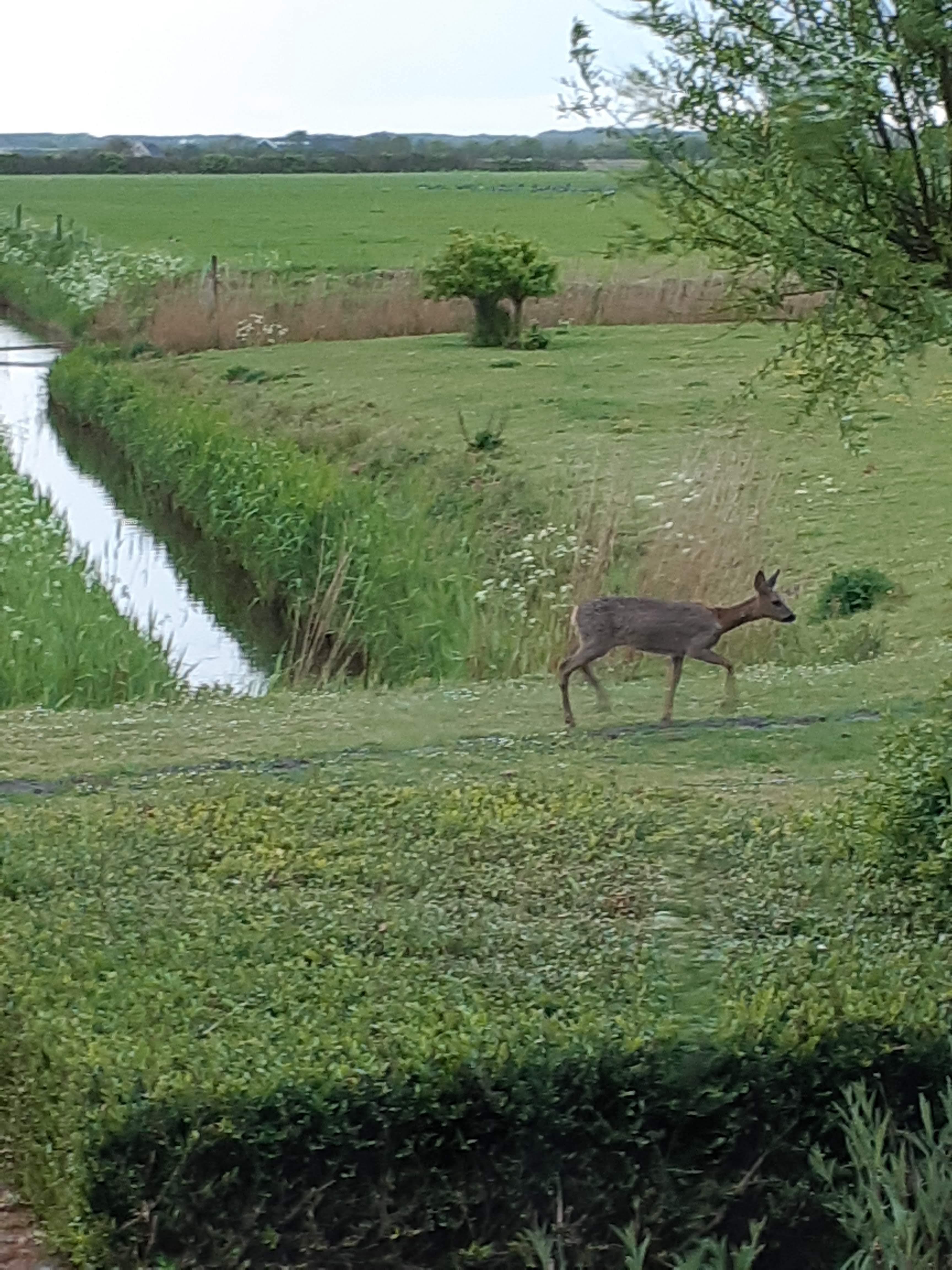 herten in de tuin