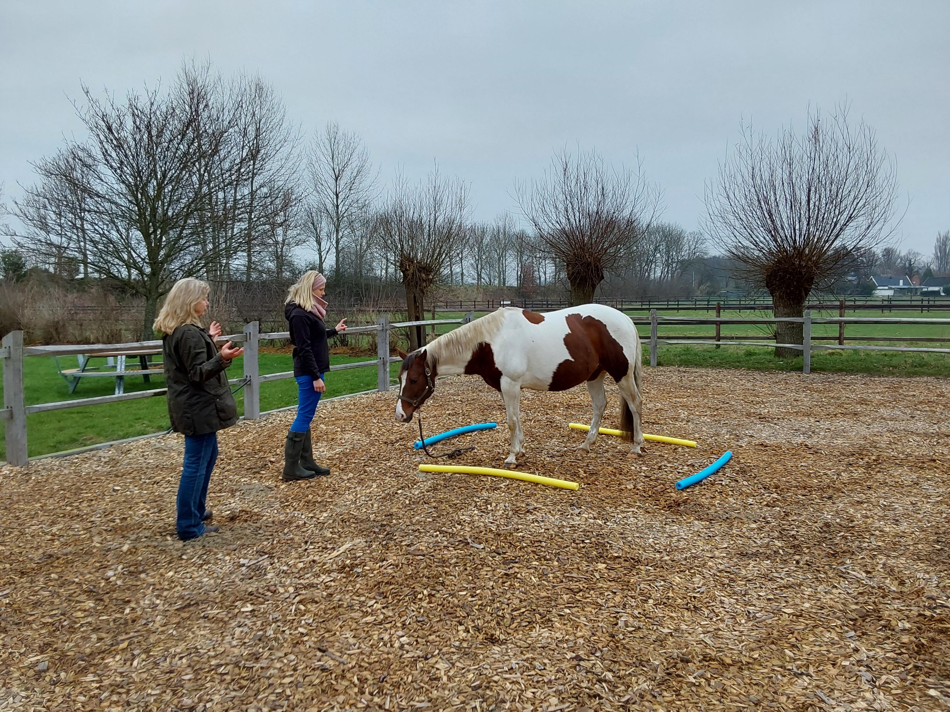 Workshop Balans in het gezin met hulp van paarden