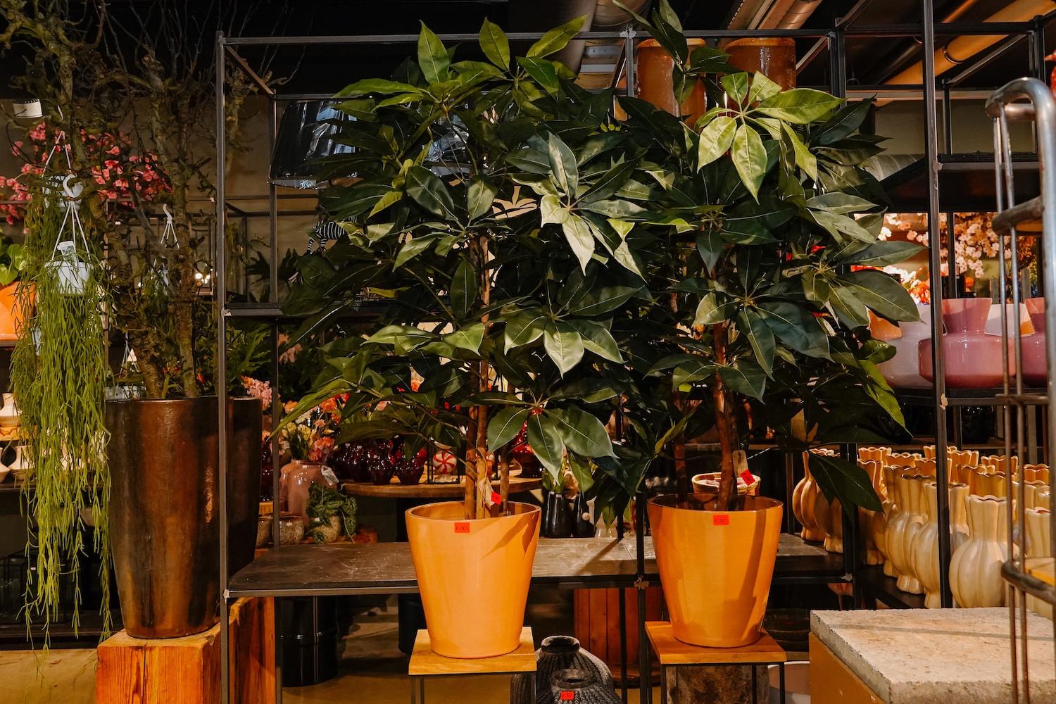 De Verleiding Terneuzen