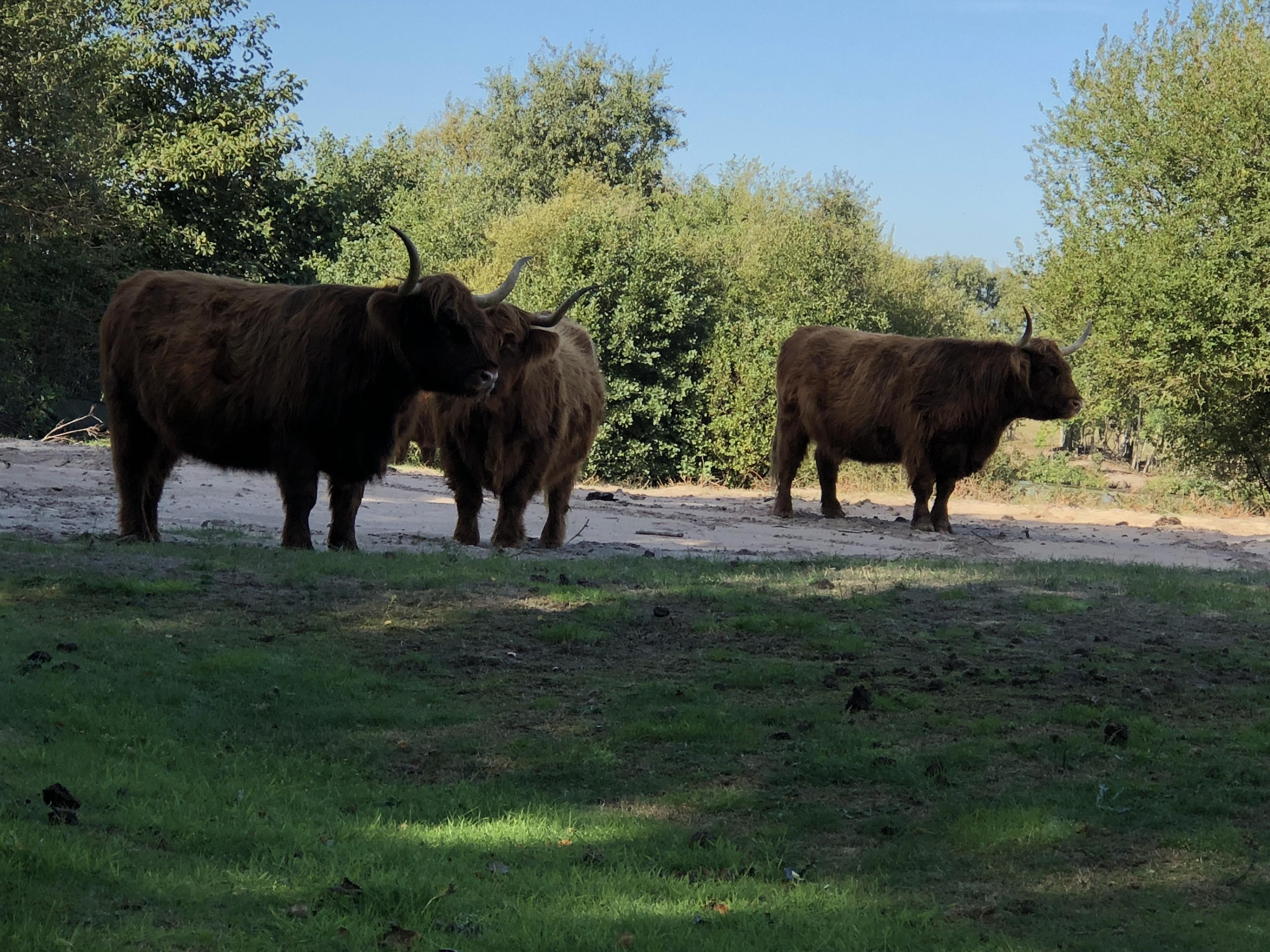 Zeepeduinen op 100 meter