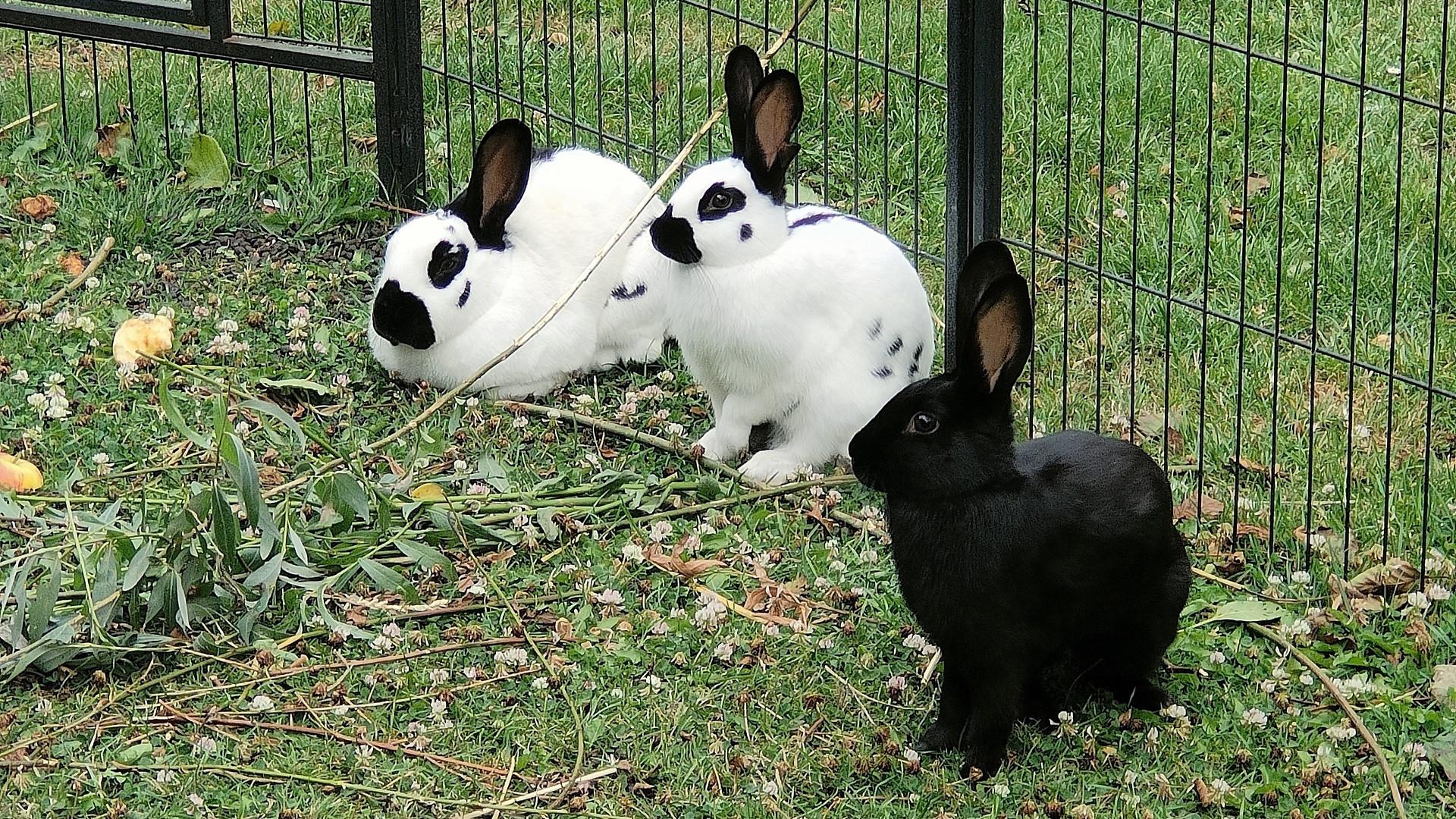 Onze konijntjes Ko, Flecki en Roet.