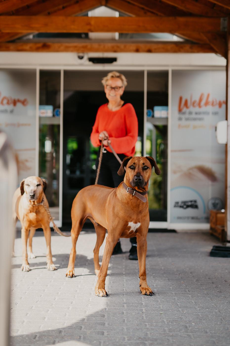 De Zeeuwse Stromen Hundefreundlich