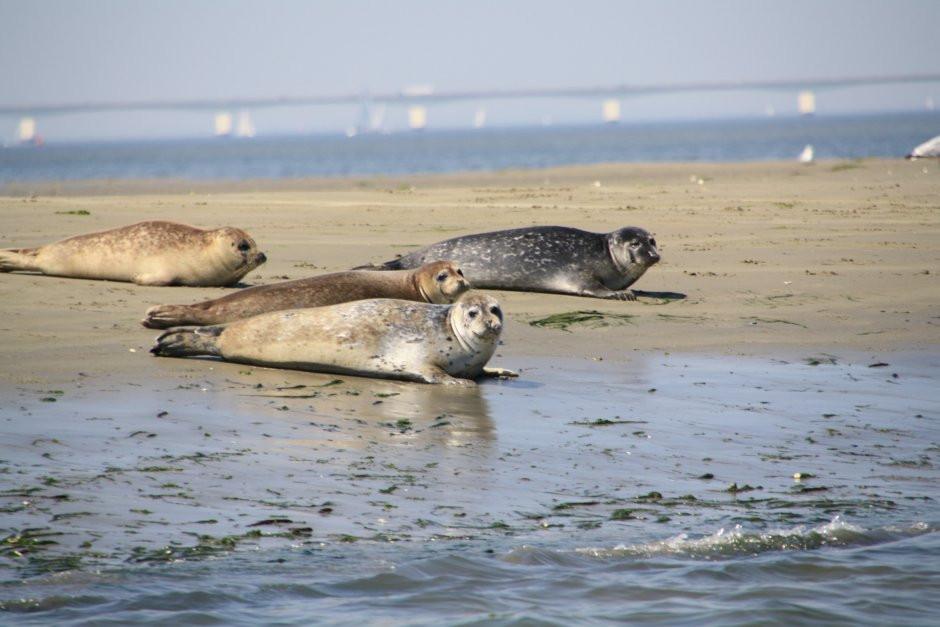 Steurshoeve Burgh-Haamstede