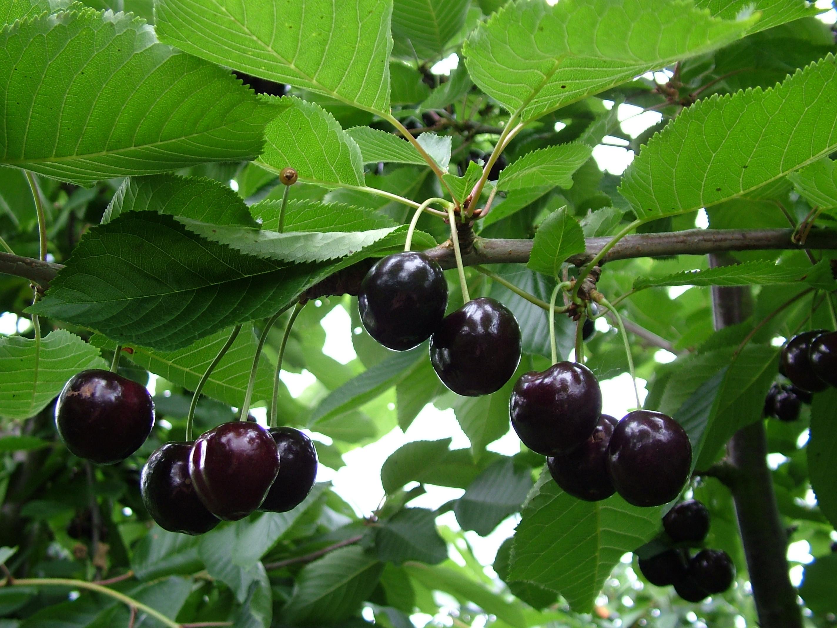 Kersen eind mei-eind juli