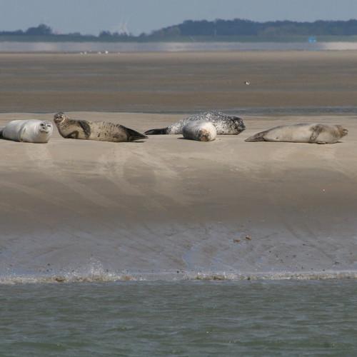Zeehonden spotten