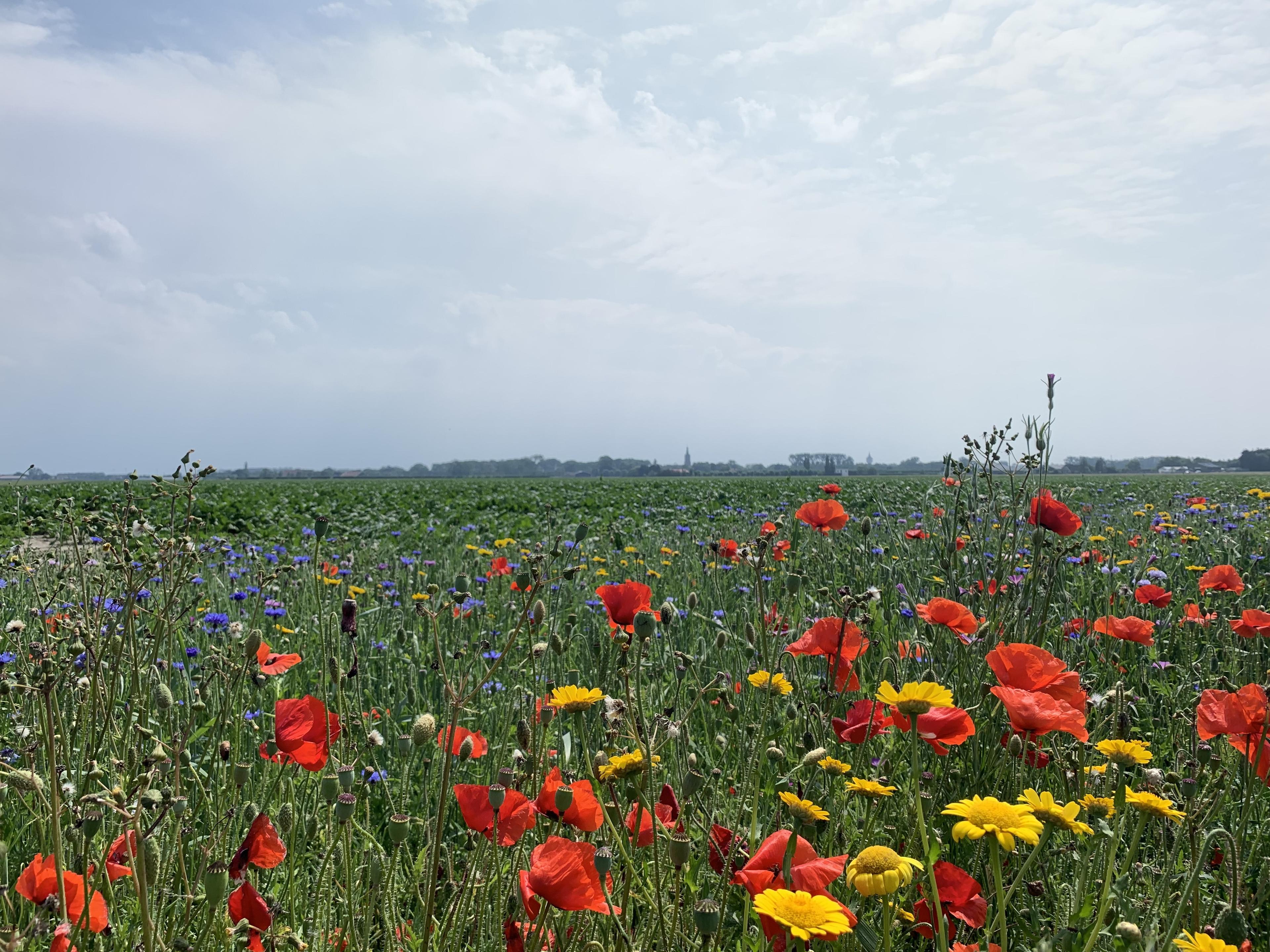 Prachtige vergezichten over het Walcherse landschap