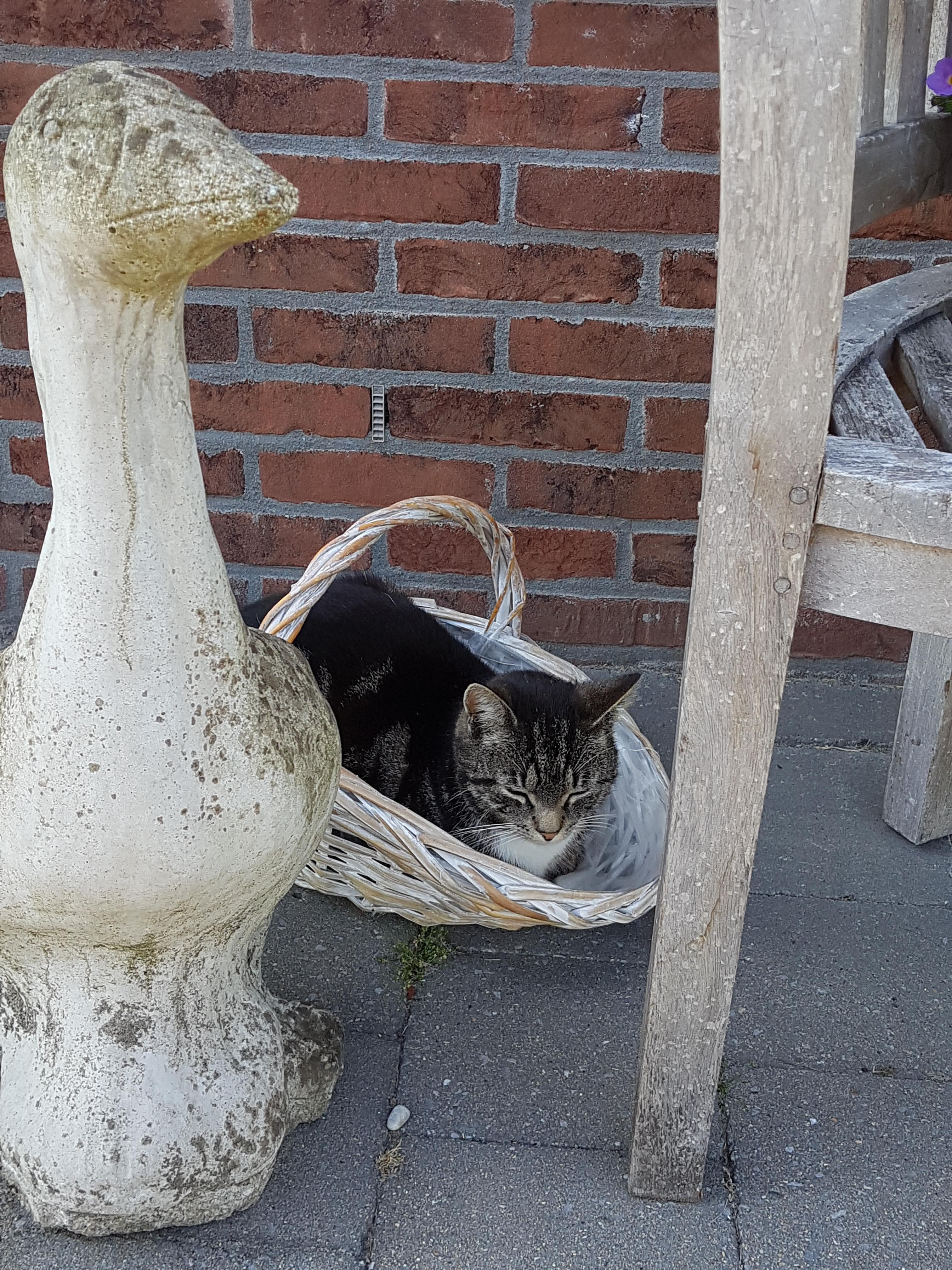 Onze Kat