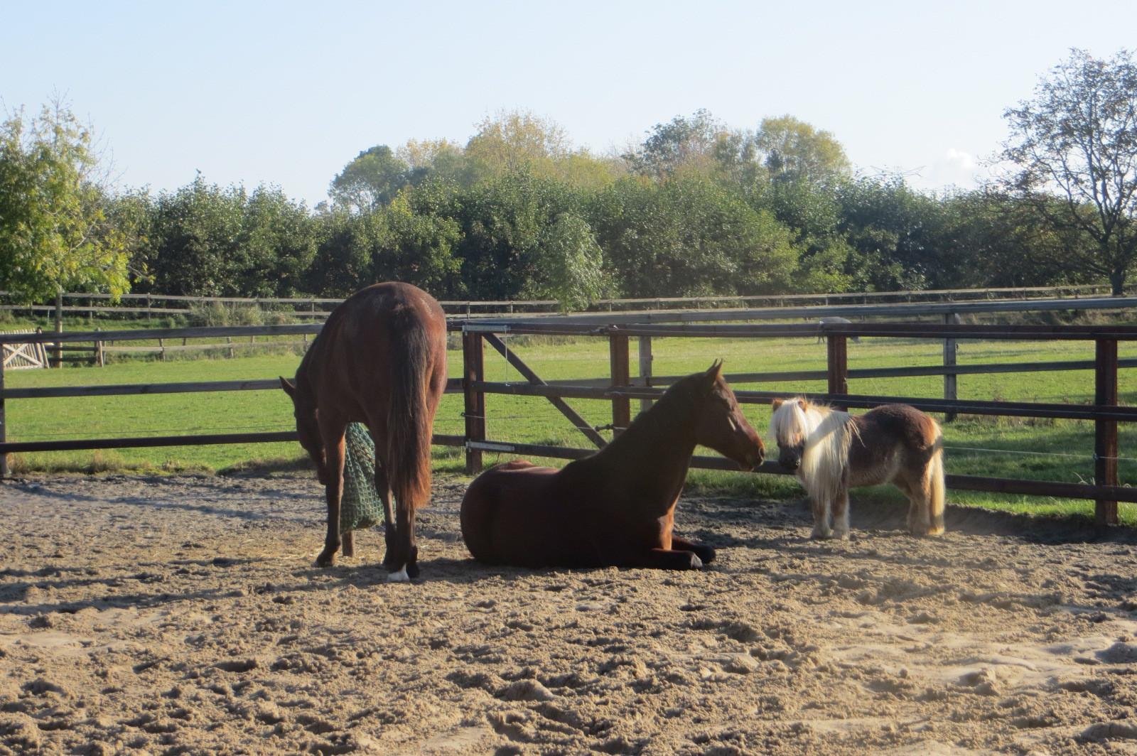 Onze Paarden