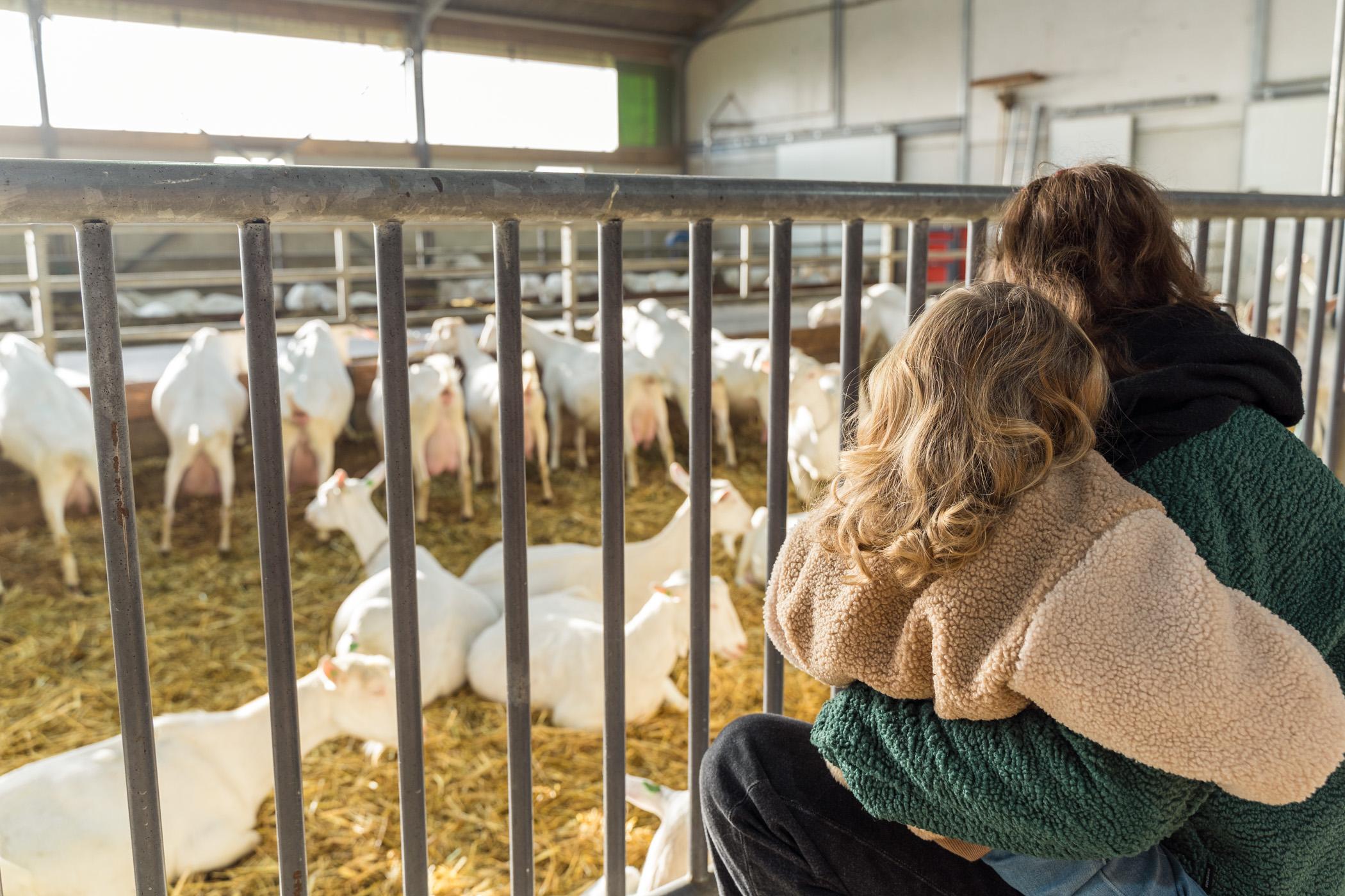 Ziegenfarm de Mèkkerstee