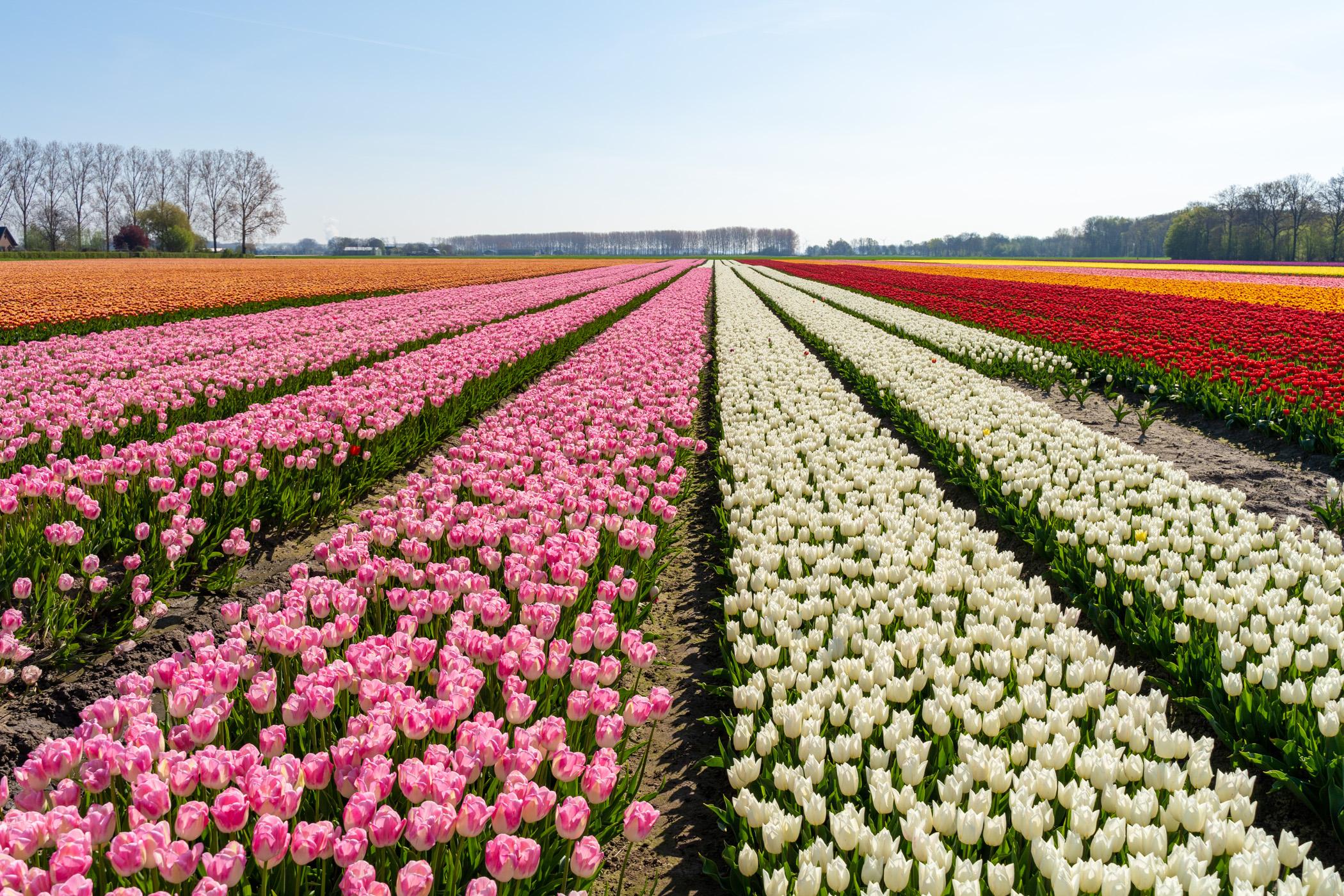 Tulpen Zeeland
