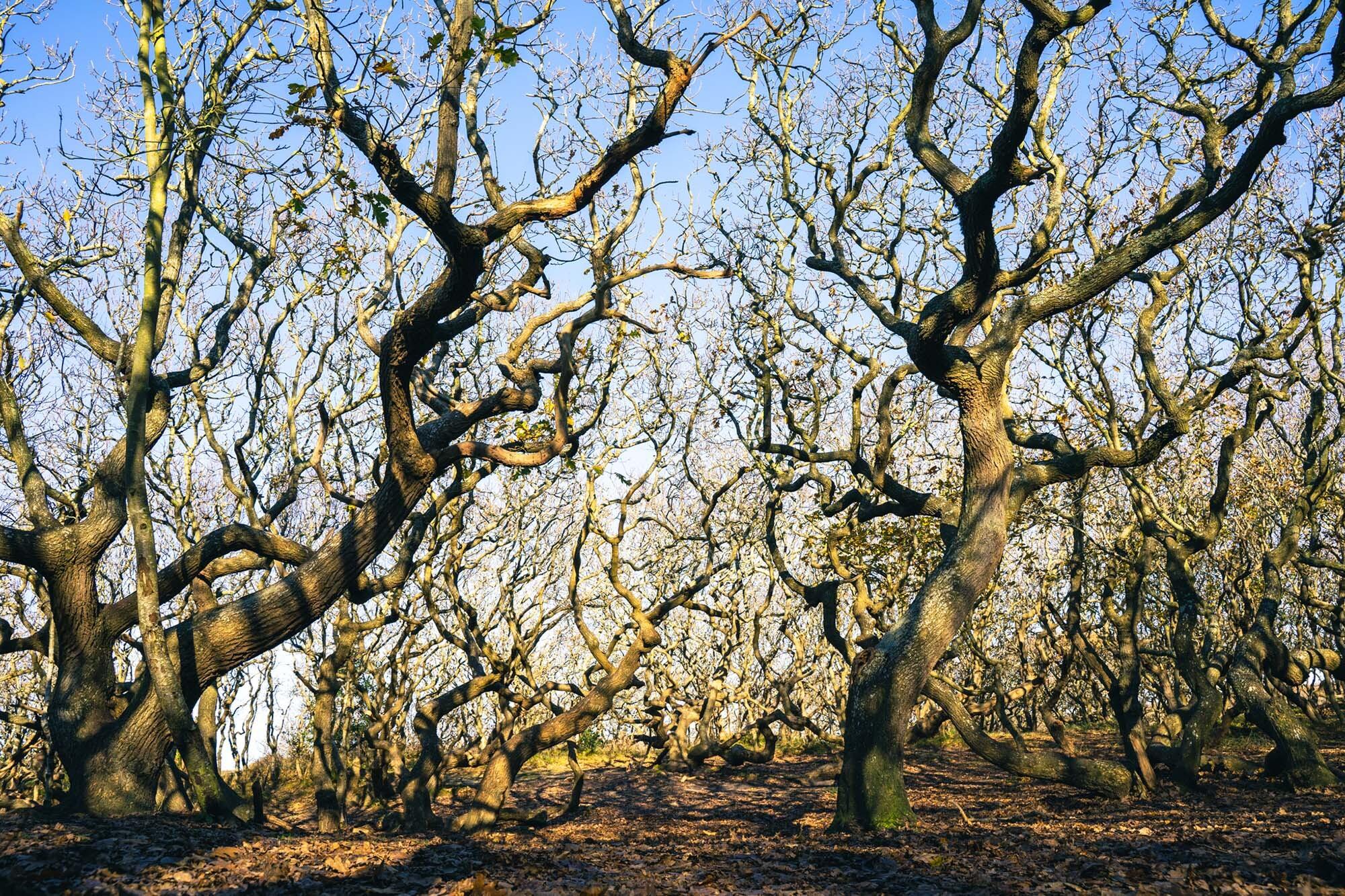 Manteling Oostkapelle Bonsai