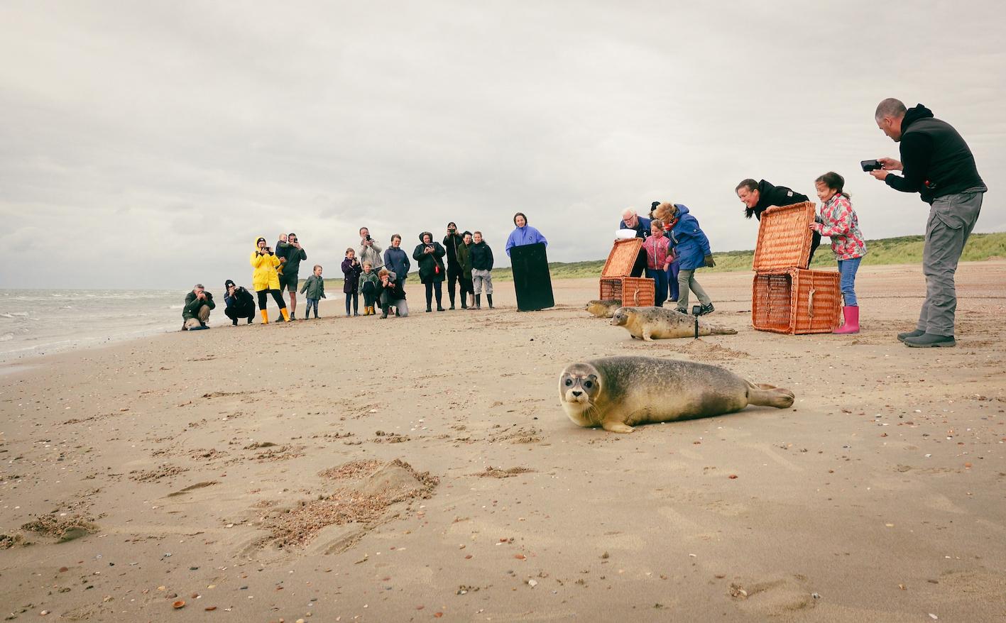 Vrijlating Zeehonden Brouwersdam