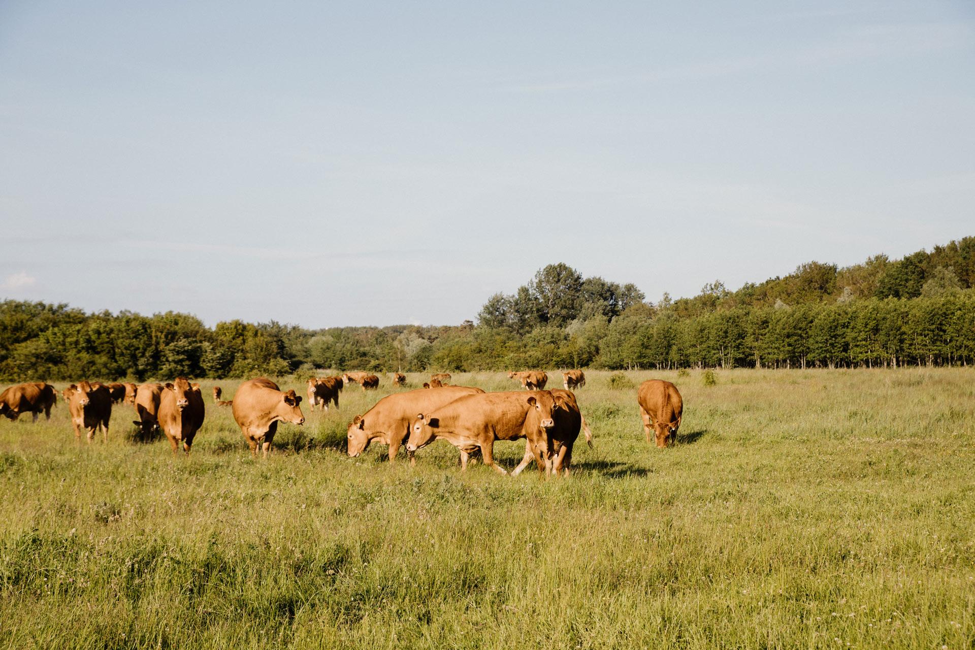 Naturschutzgebiet De Braakman Zeeland