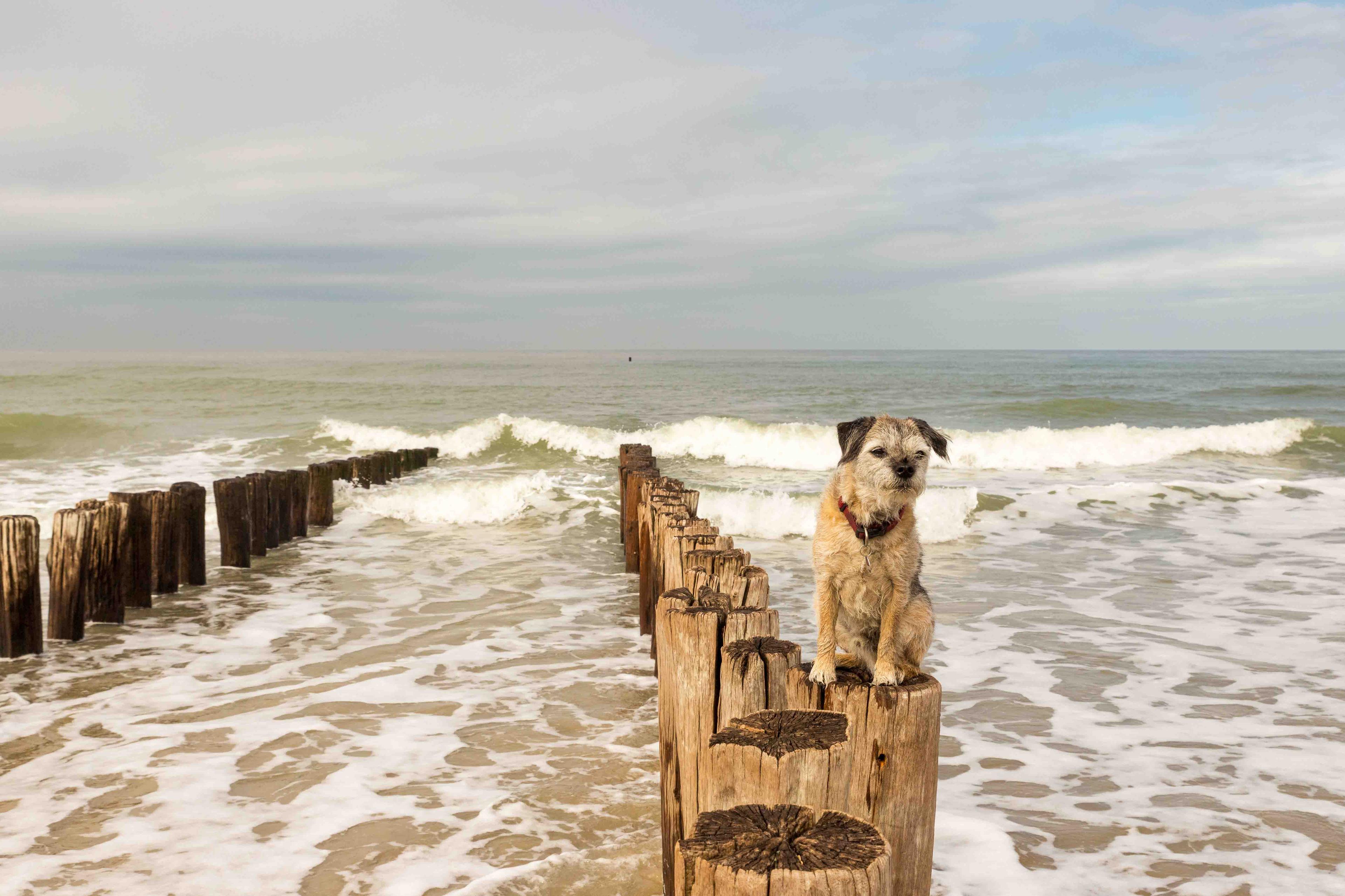 Op vakantie met de hond in Zeeland