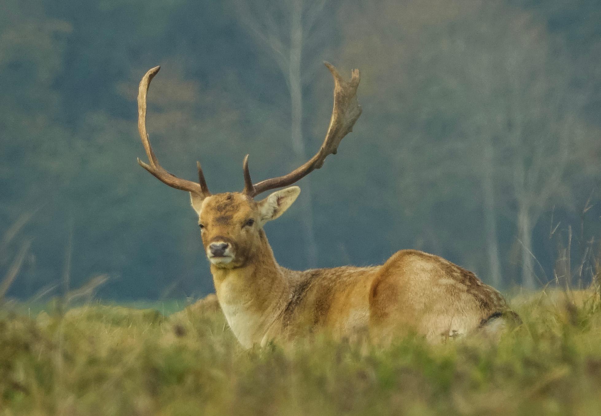 Hirsche in Zeeland