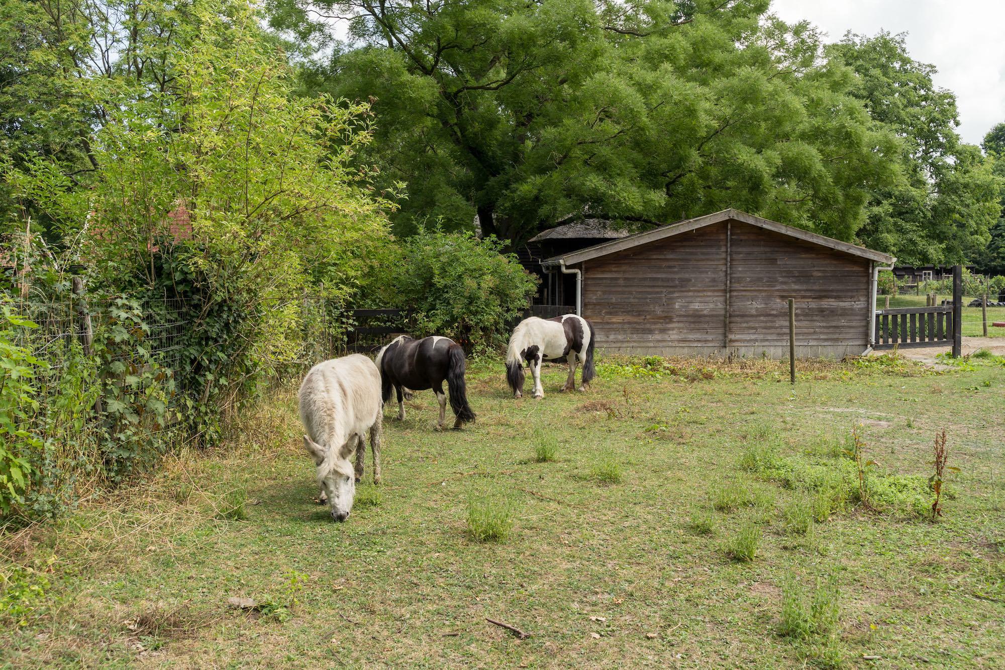 Kinderboerderij Terneuzen