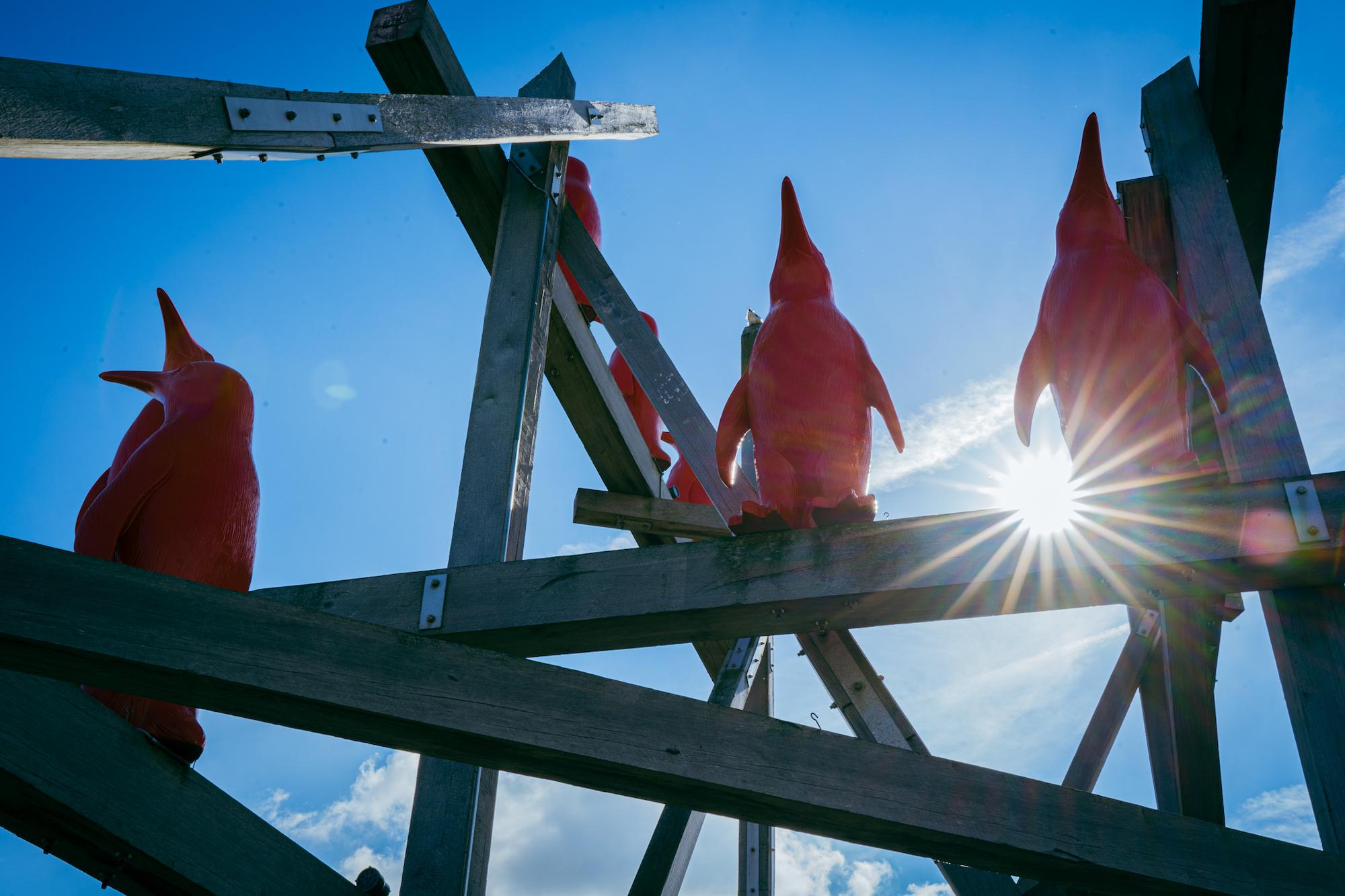 Rode pinguins Breskens