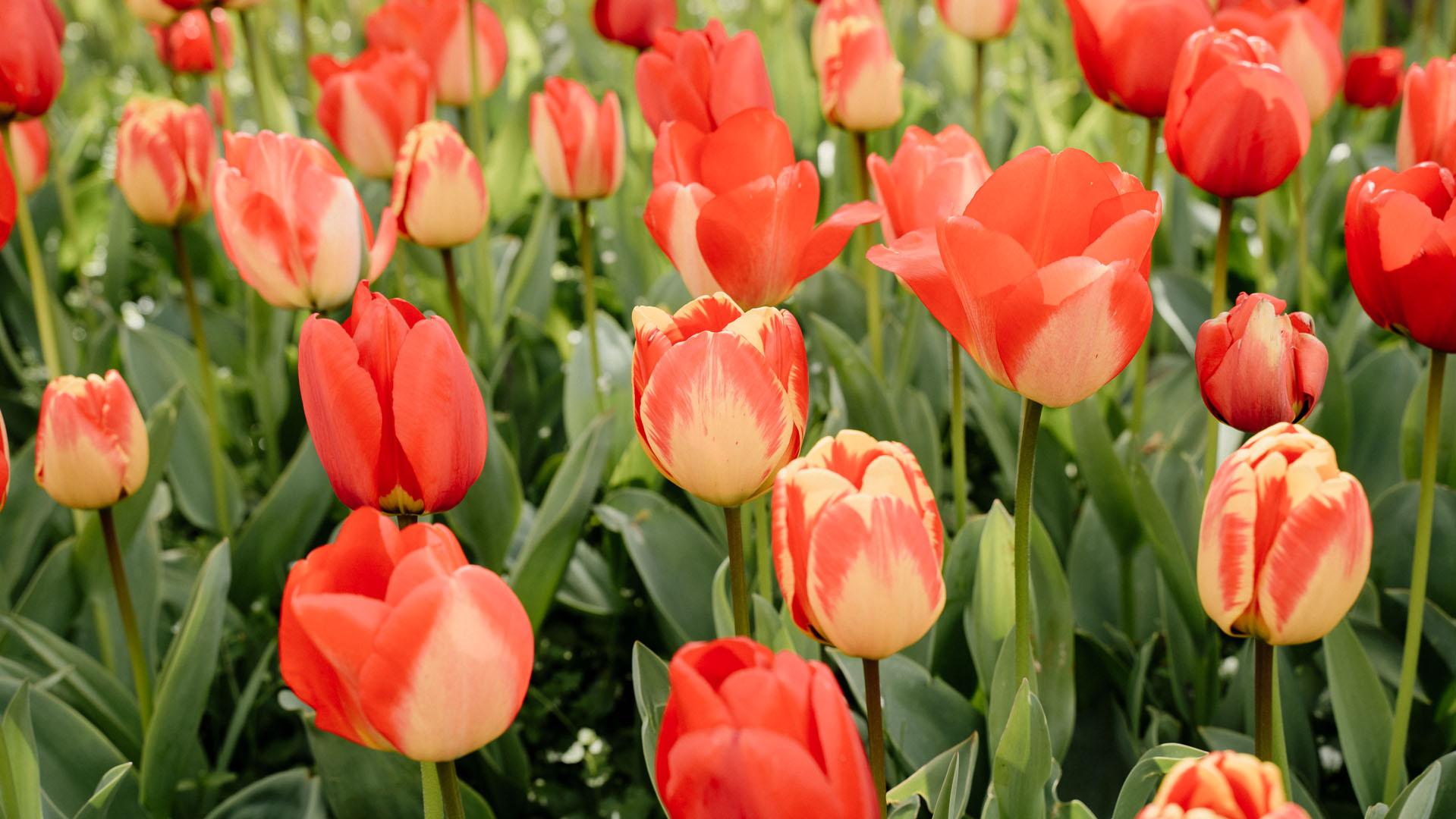 Pluktuin tulpen Zeeland