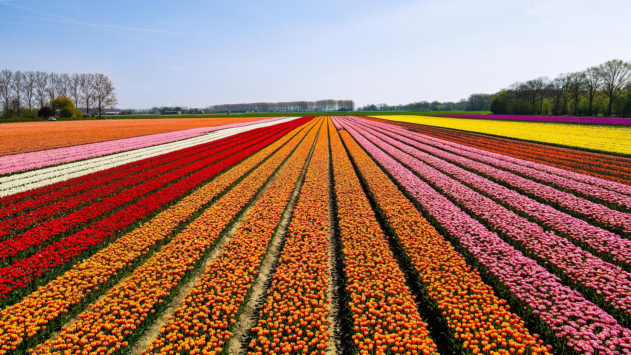 Tulpenvelden Zeeland