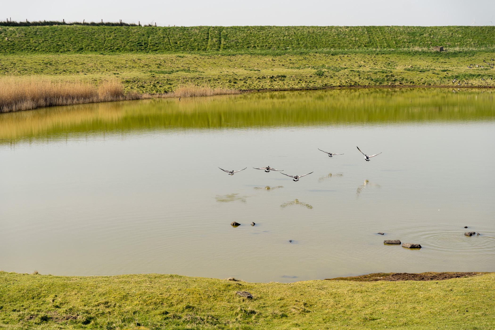 Vogels Natuurgebied De Prunje Schouwen-Duiveland