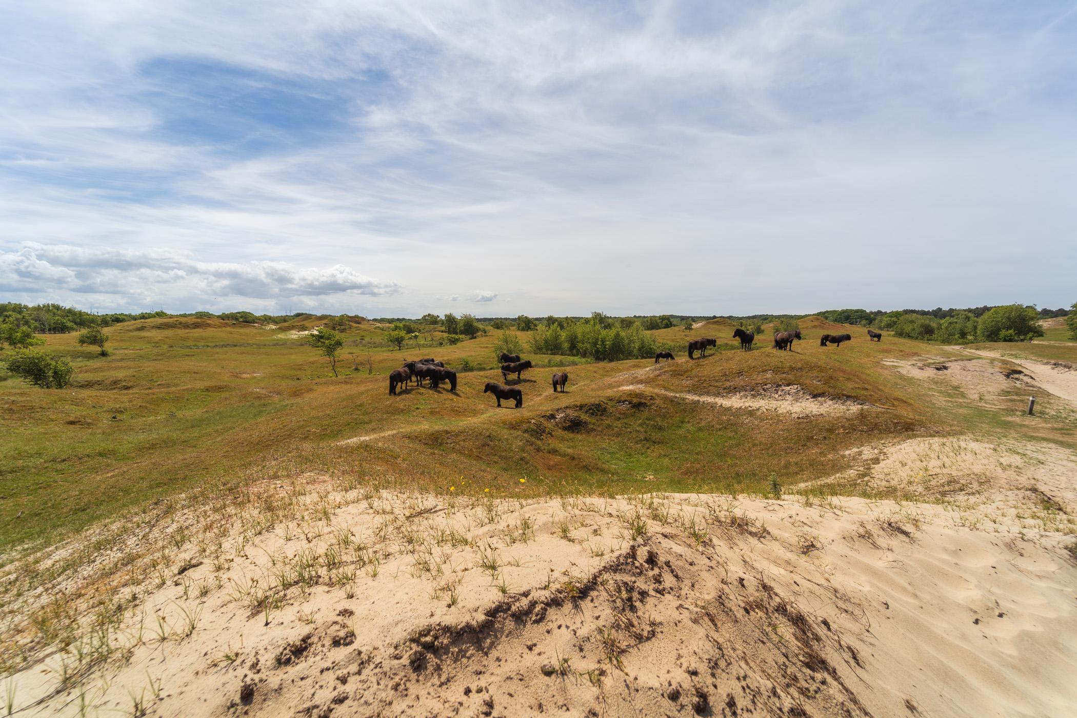 Natuurgebied Zeepeduinen Burgh-Haamstede