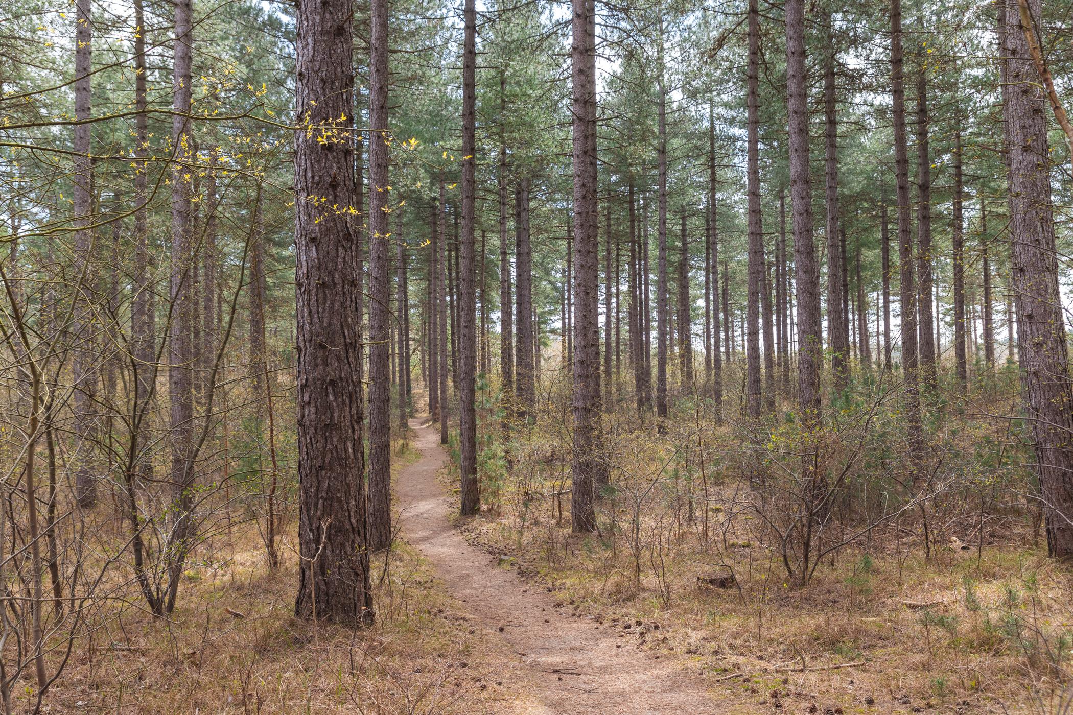 Boswachterij Westerschouwen