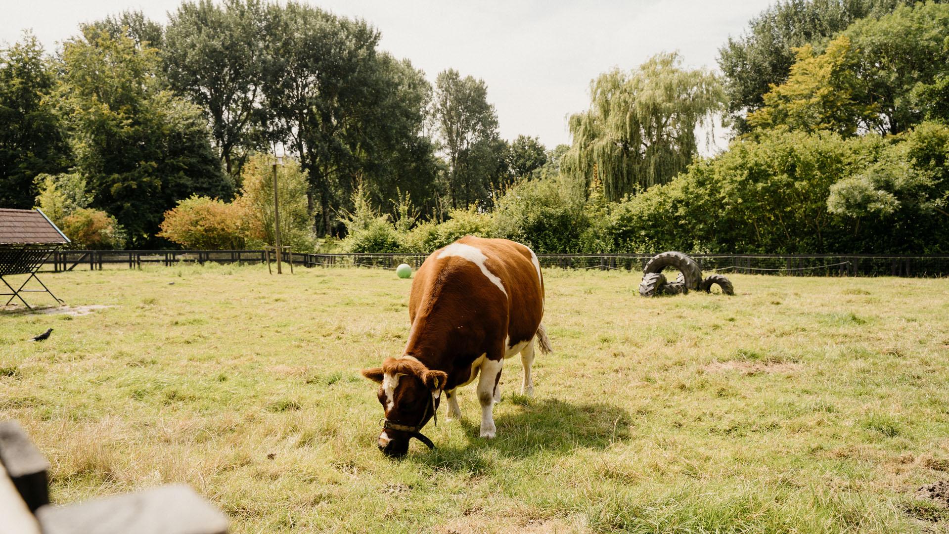 Kinderboerderij Middelburg