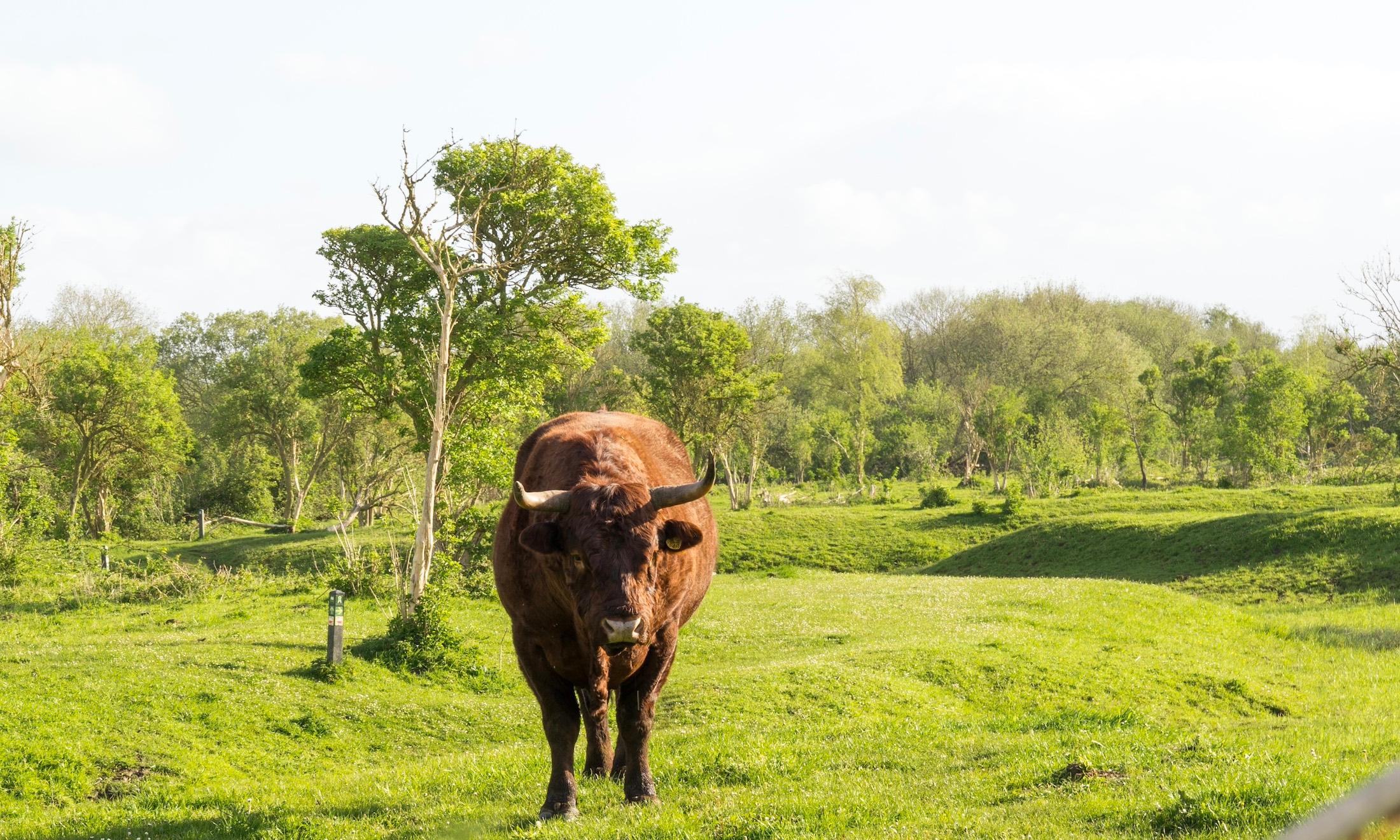 Rode Geus Stier Slikken van de Heen