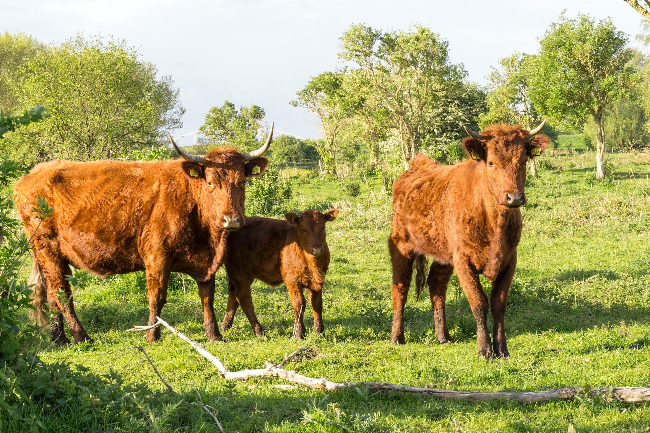 Rode Geuzen Slikken van de Heen